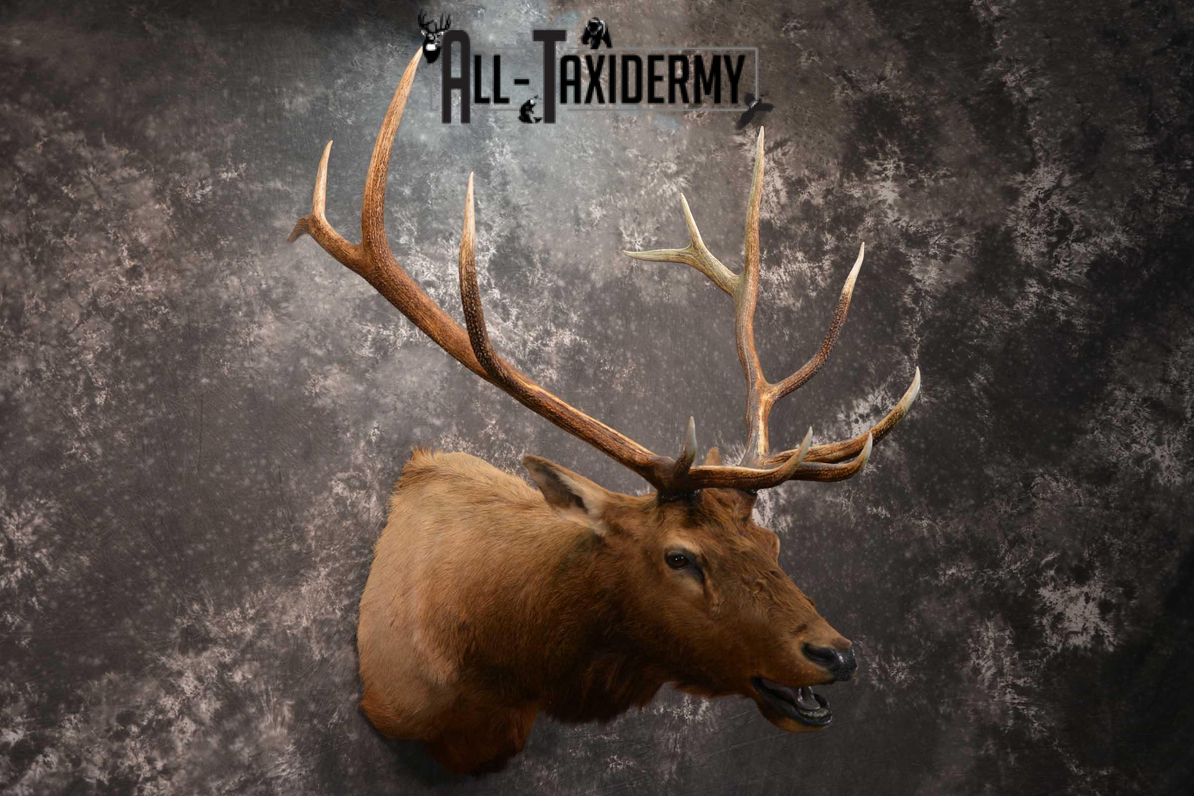 Elk Bugling Taxidermy Mount SKU 1569 - Image 6