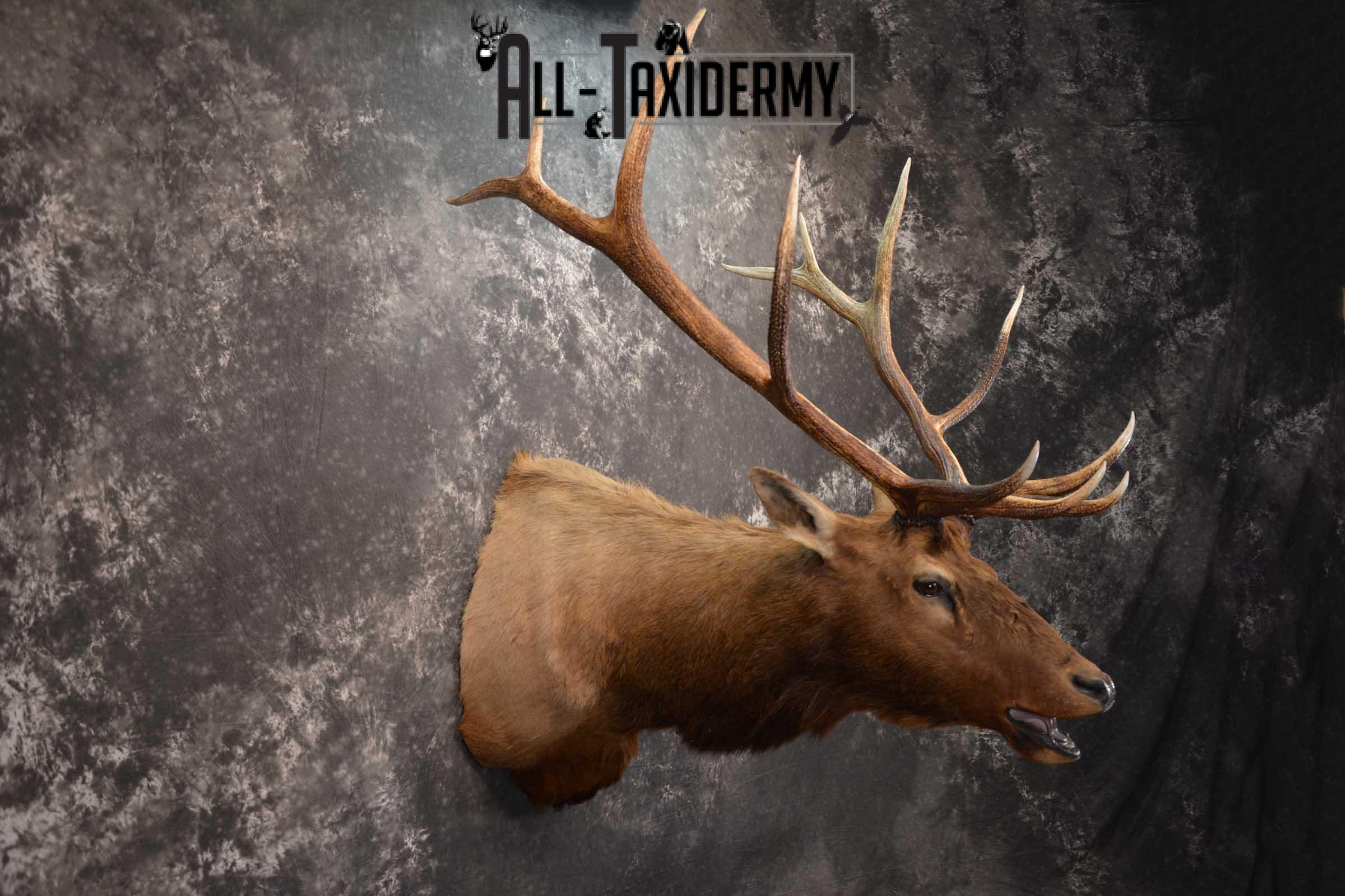 Elk Bugling Taxidermy Mount SKU 1569 - Image 5