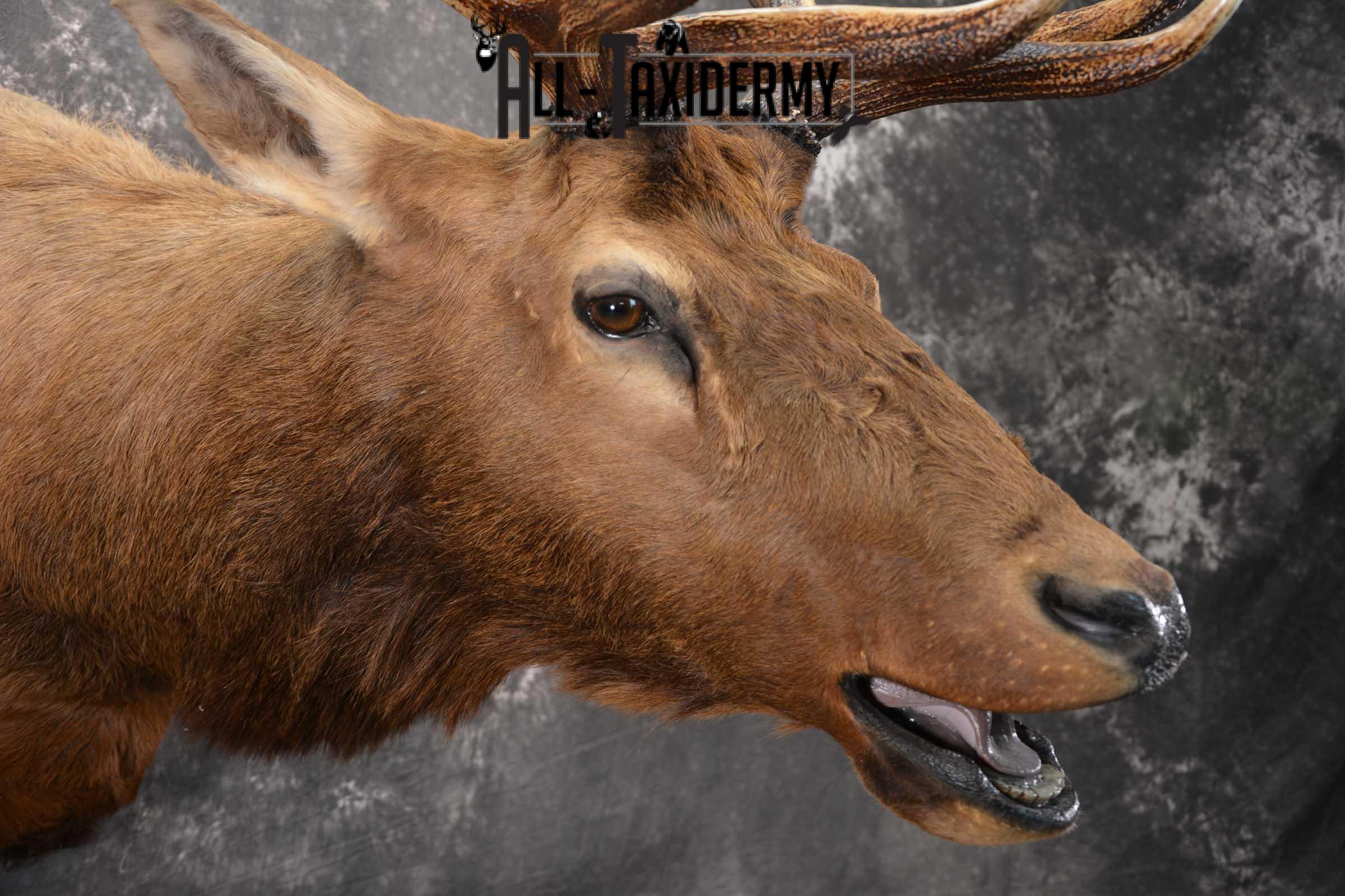 Elk Bugling Taxidermy Mount SKU 1569 - Image 4