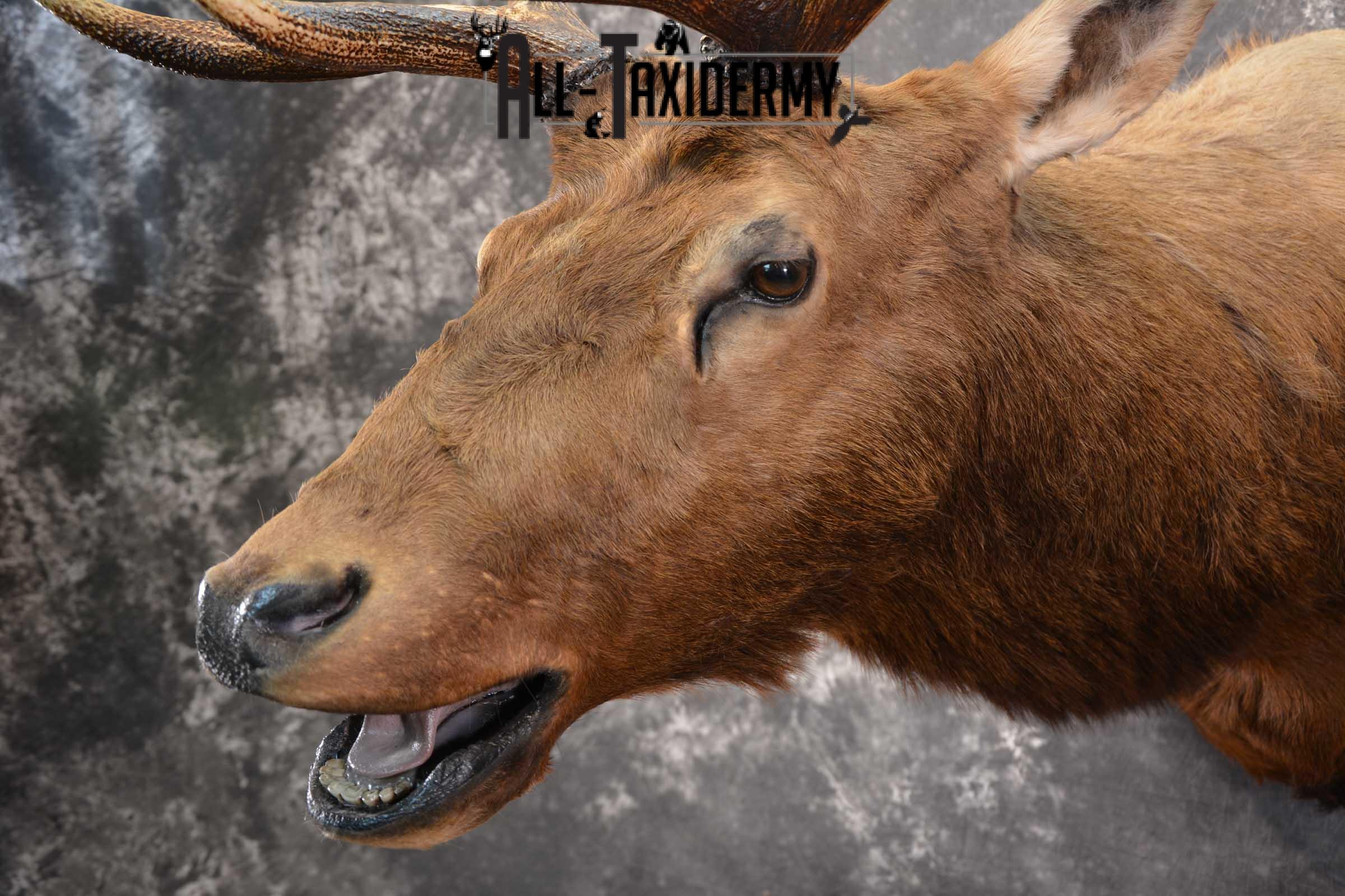 Elk Bugling Taxidermy Mount SKU 1569 - Image 3