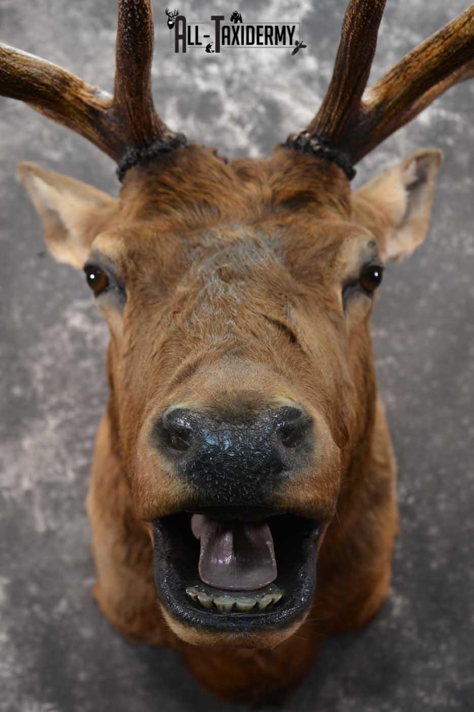 Elk Bugling Taxidermy Mount SKU 1569 - Image 2