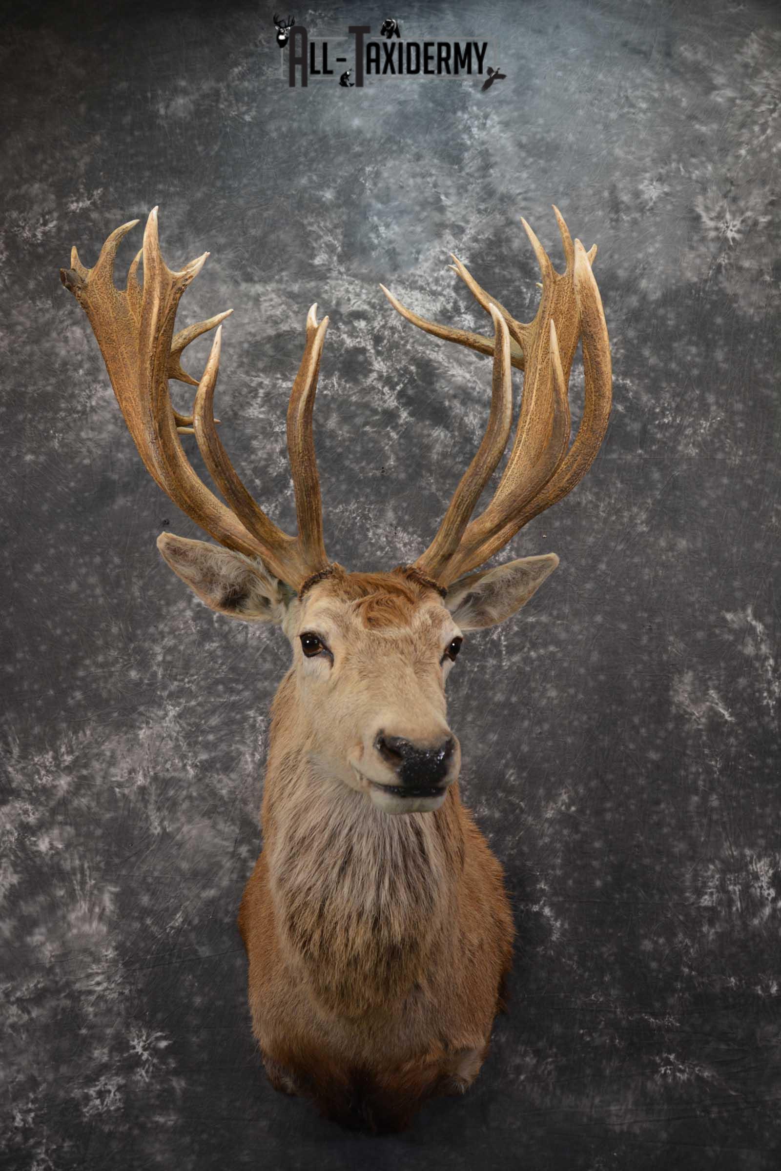 Red Stage Deer Taxidermy Shoulder Mount SKU 1589
