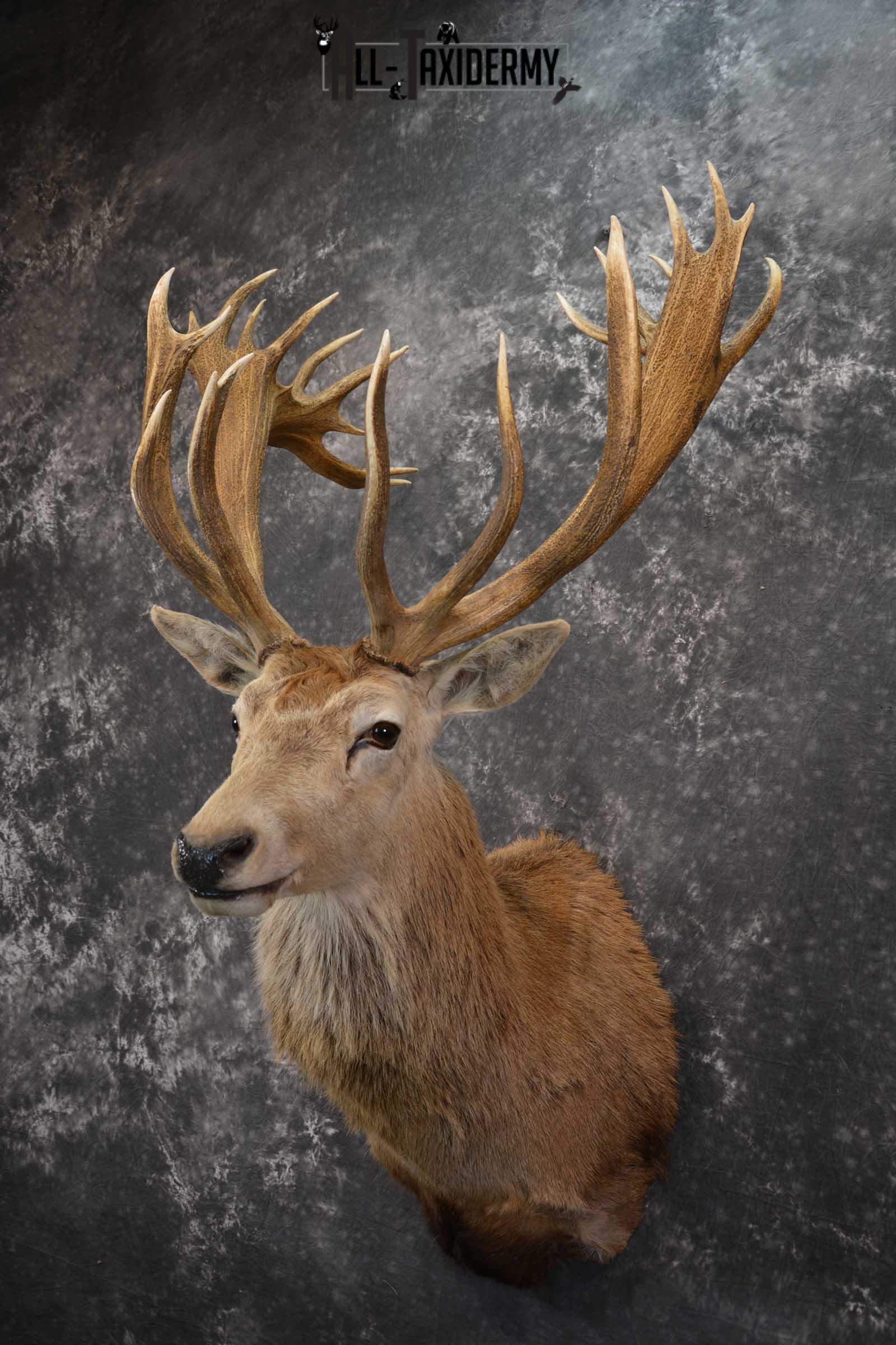 Red Stage Deer Taxidermy Shoulder Mount SKU 1589 - Image 8