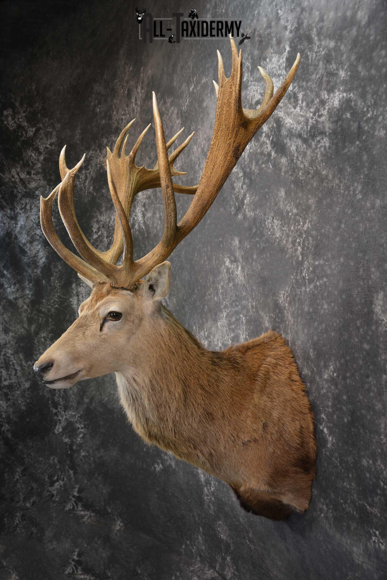 Red Stage Deer Taxidermy Shoulder Mount SKU 1589 - Image 7
