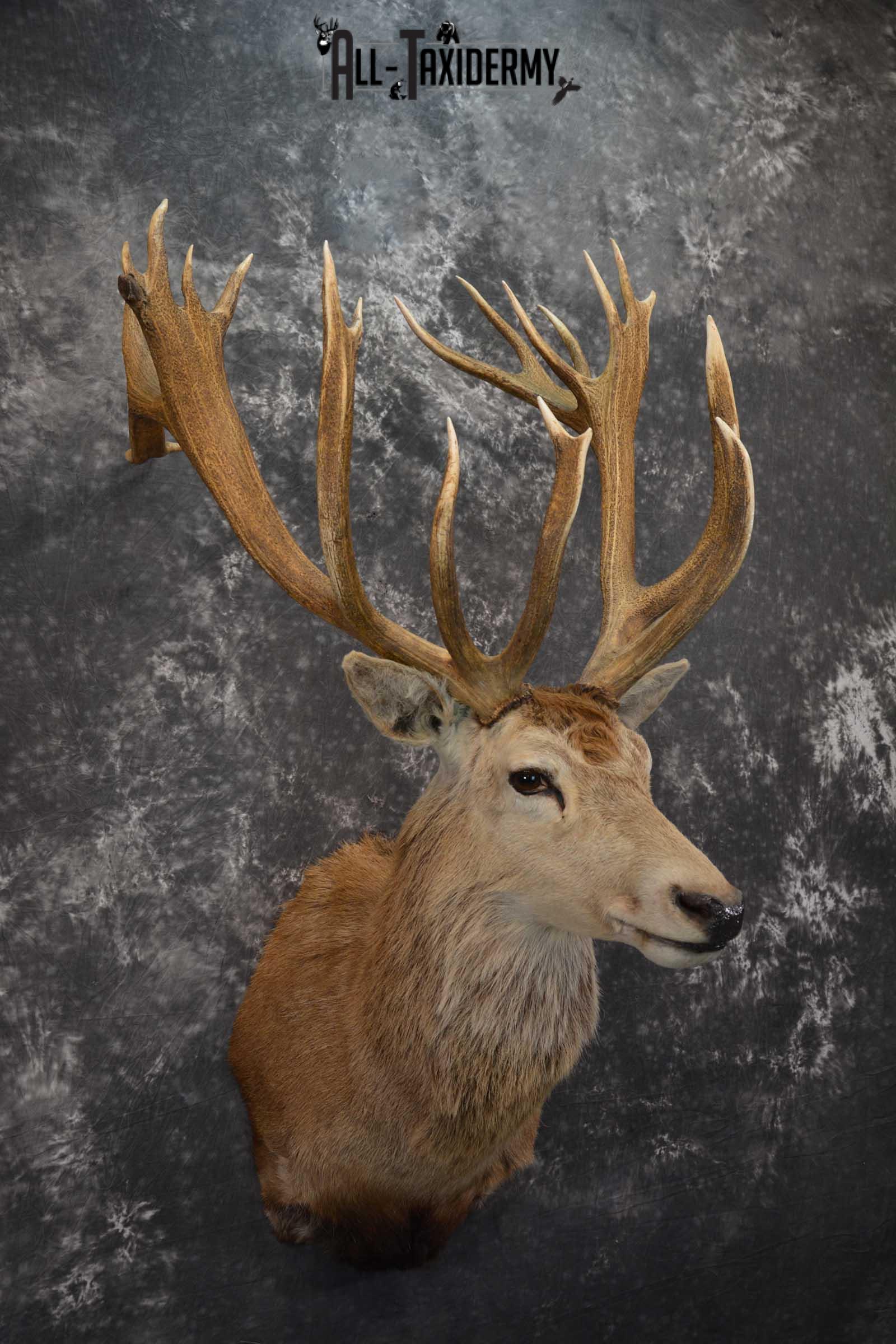 Red Stage Deer Taxidermy Shoulder Mount SKU 1589 - Image 6