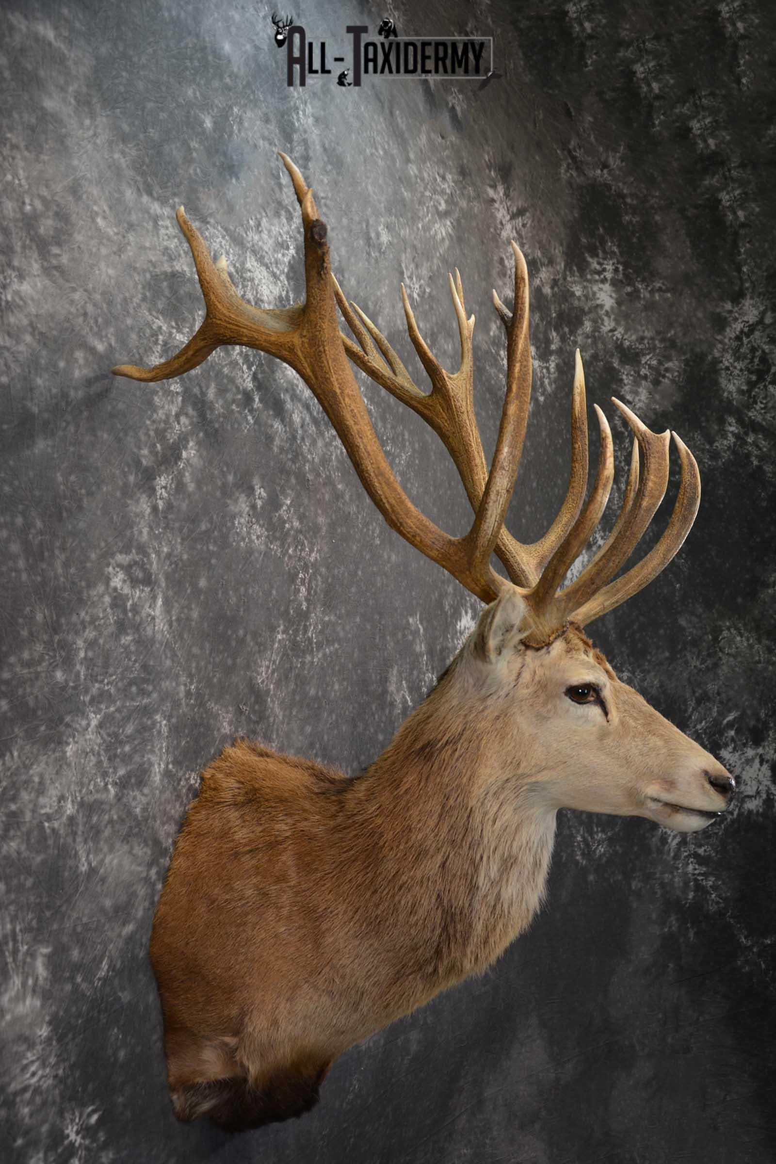 Red Stage Deer Taxidermy Shoulder Mount SKU 1589 - Image 5