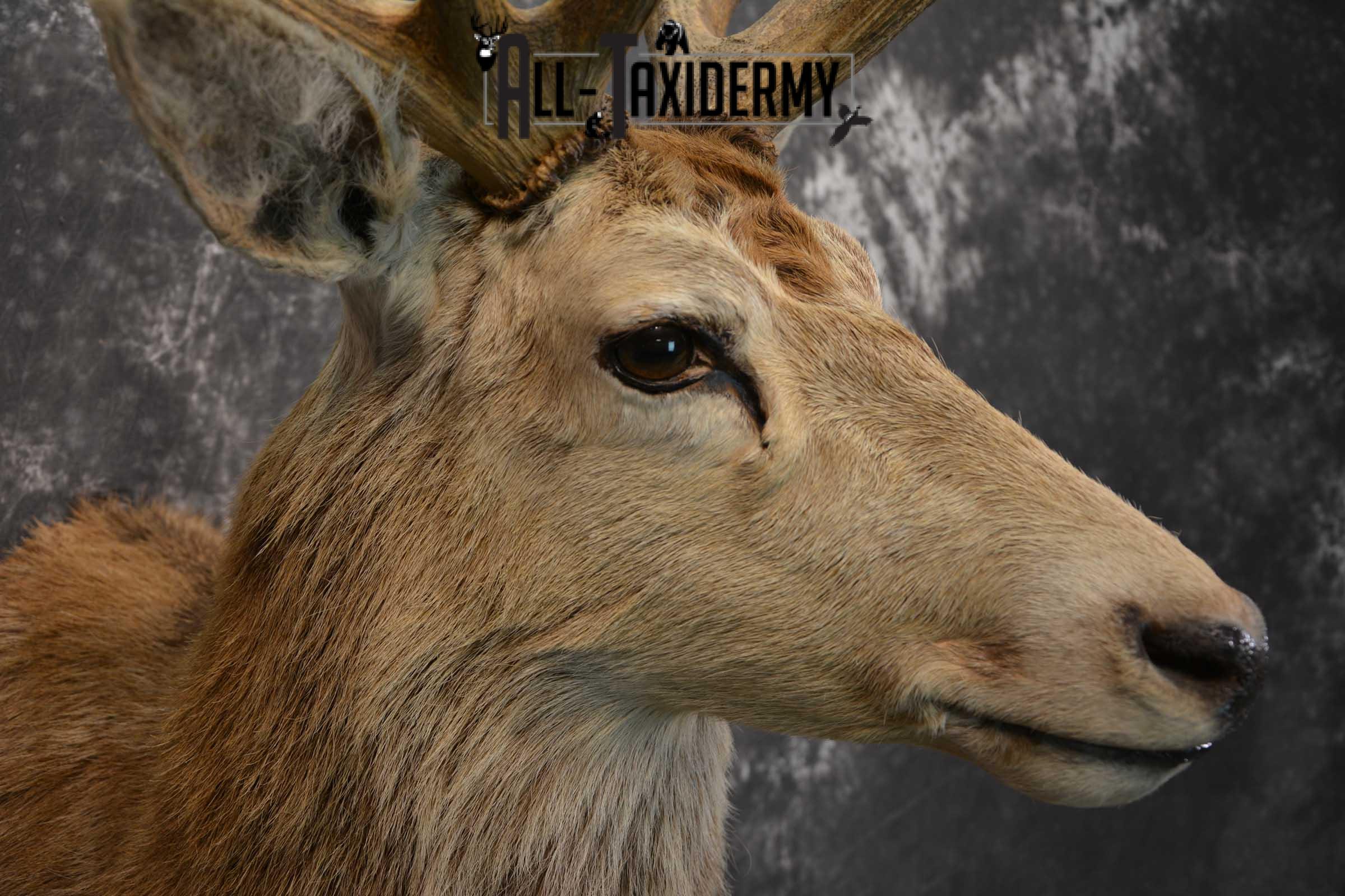 Red Stage Deer Taxidermy Shoulder Mount SKU 1589 - Image 4