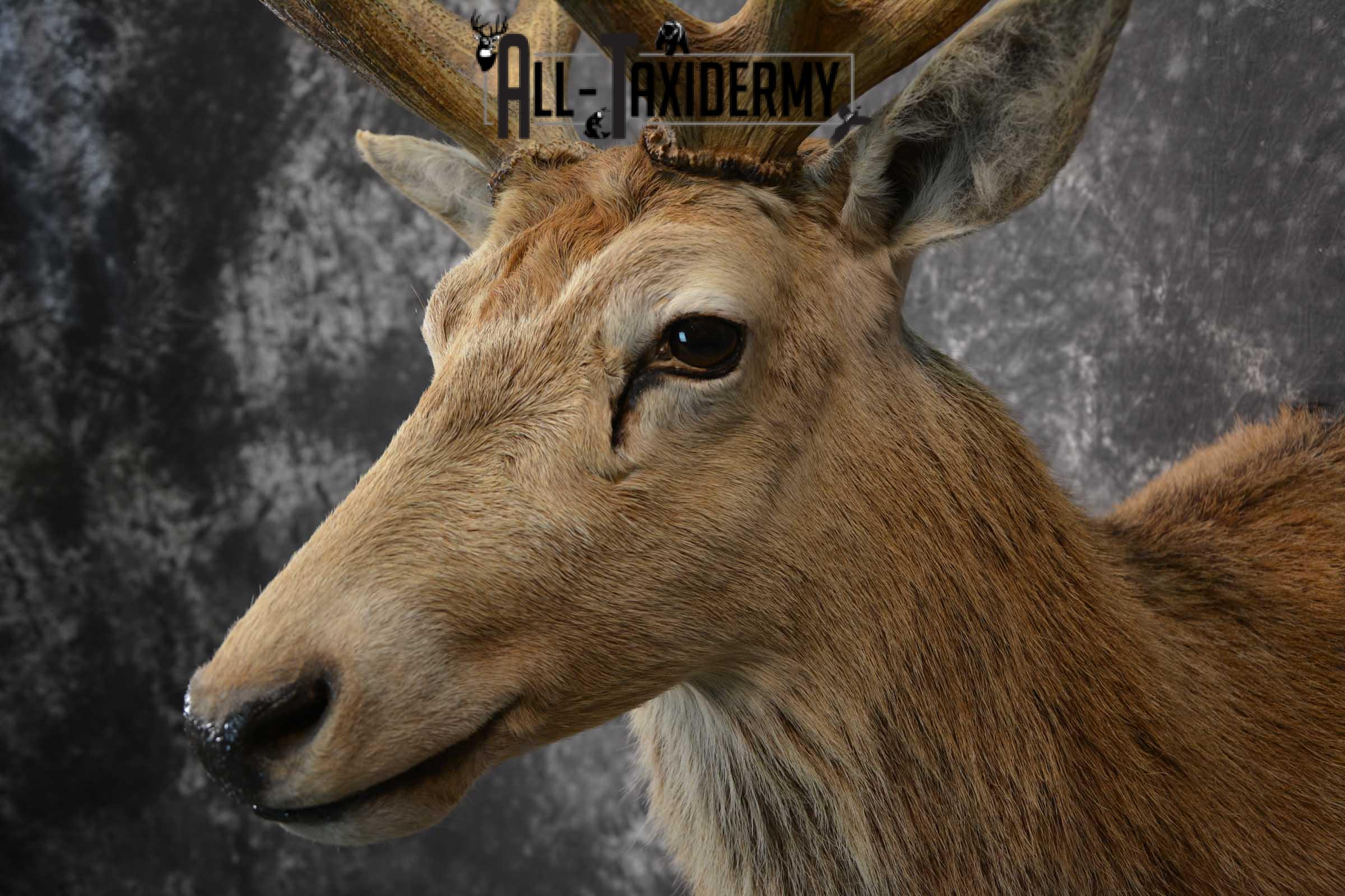 Red Stage Deer Taxidermy Shoulder Mount SKU 1589 - Image 3