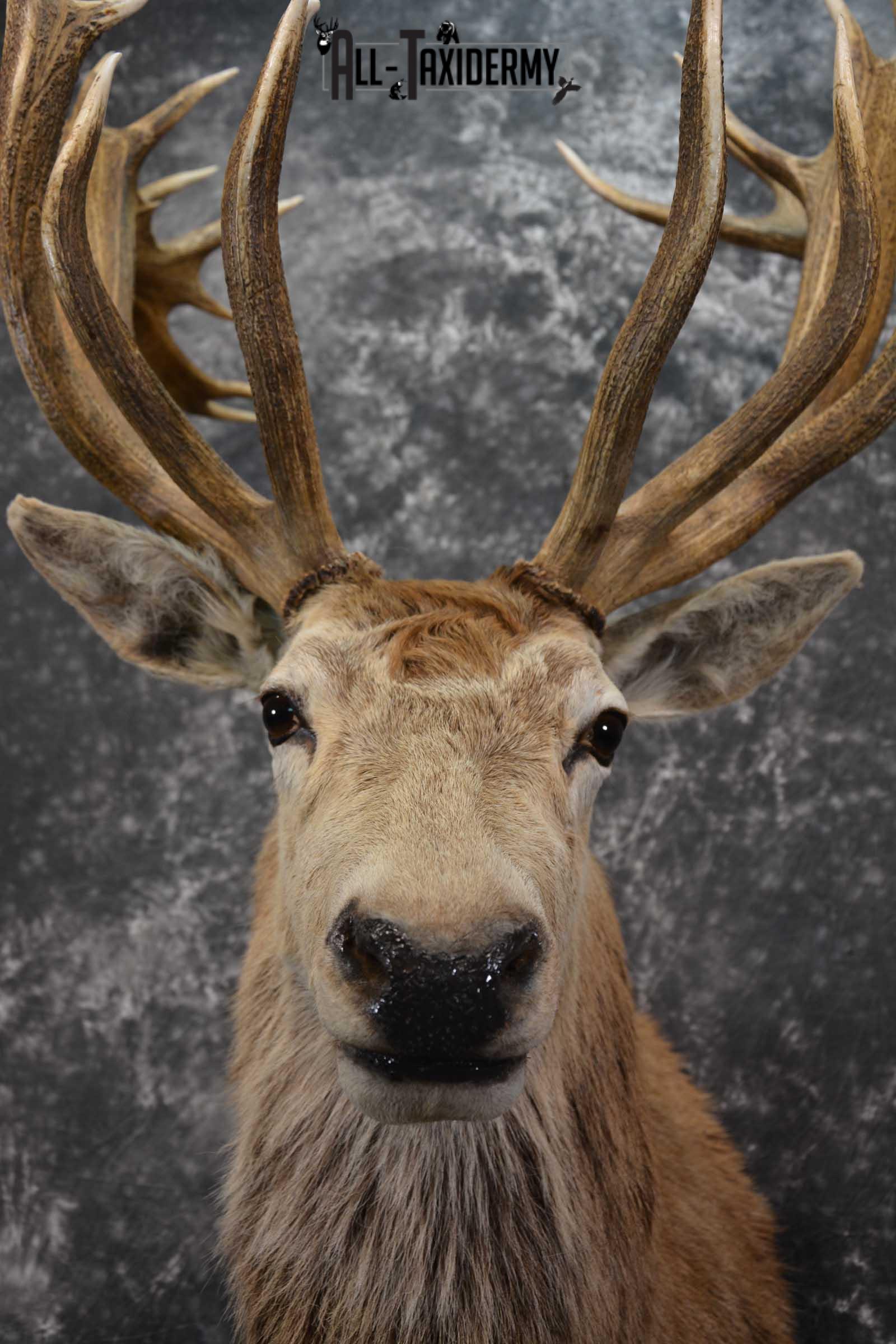 Red Stage Deer Taxidermy Shoulder Mount SKU 1589 - Image 2