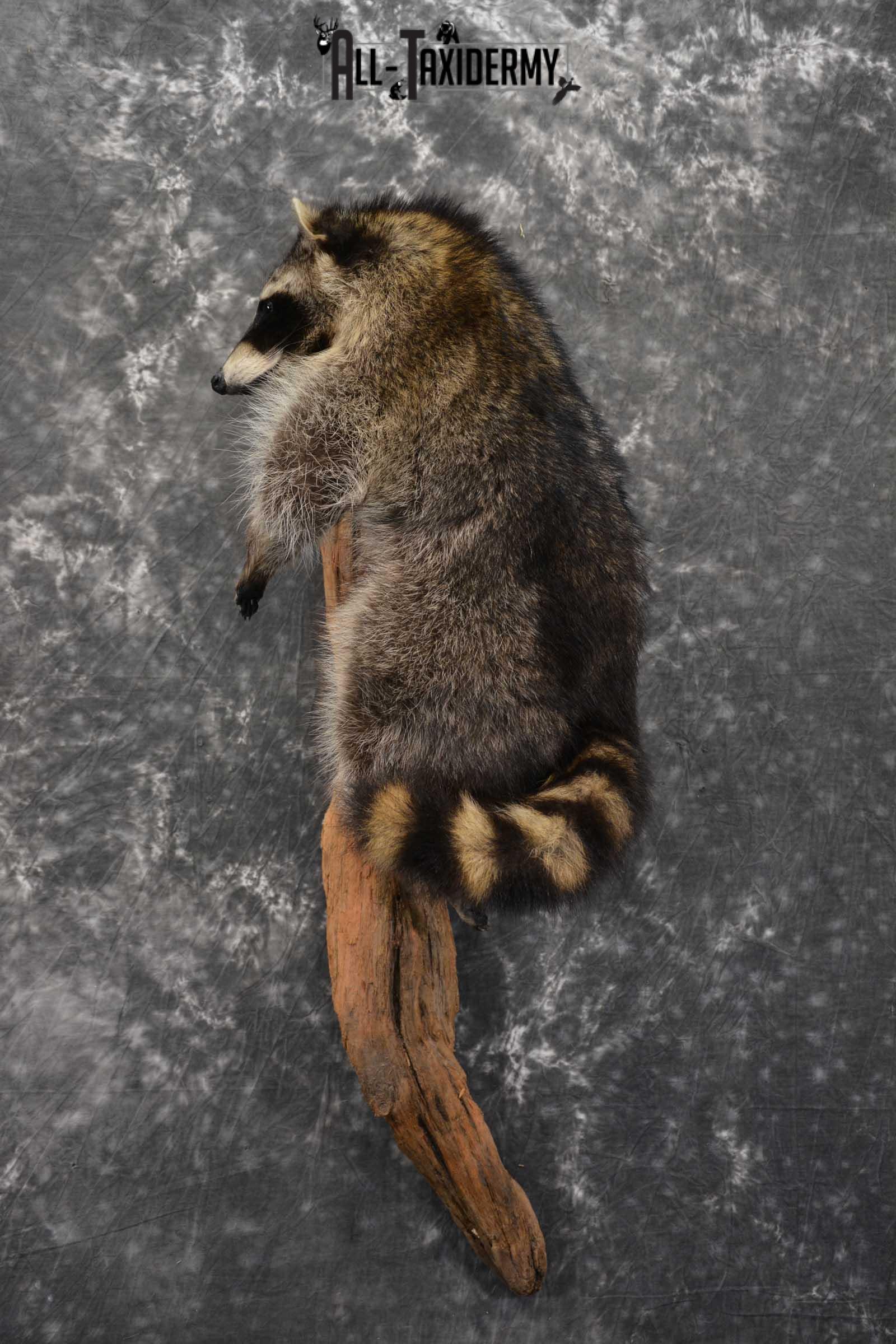 Raccoon Full Body Taxidermy Mount SKU 1591 - Image 8