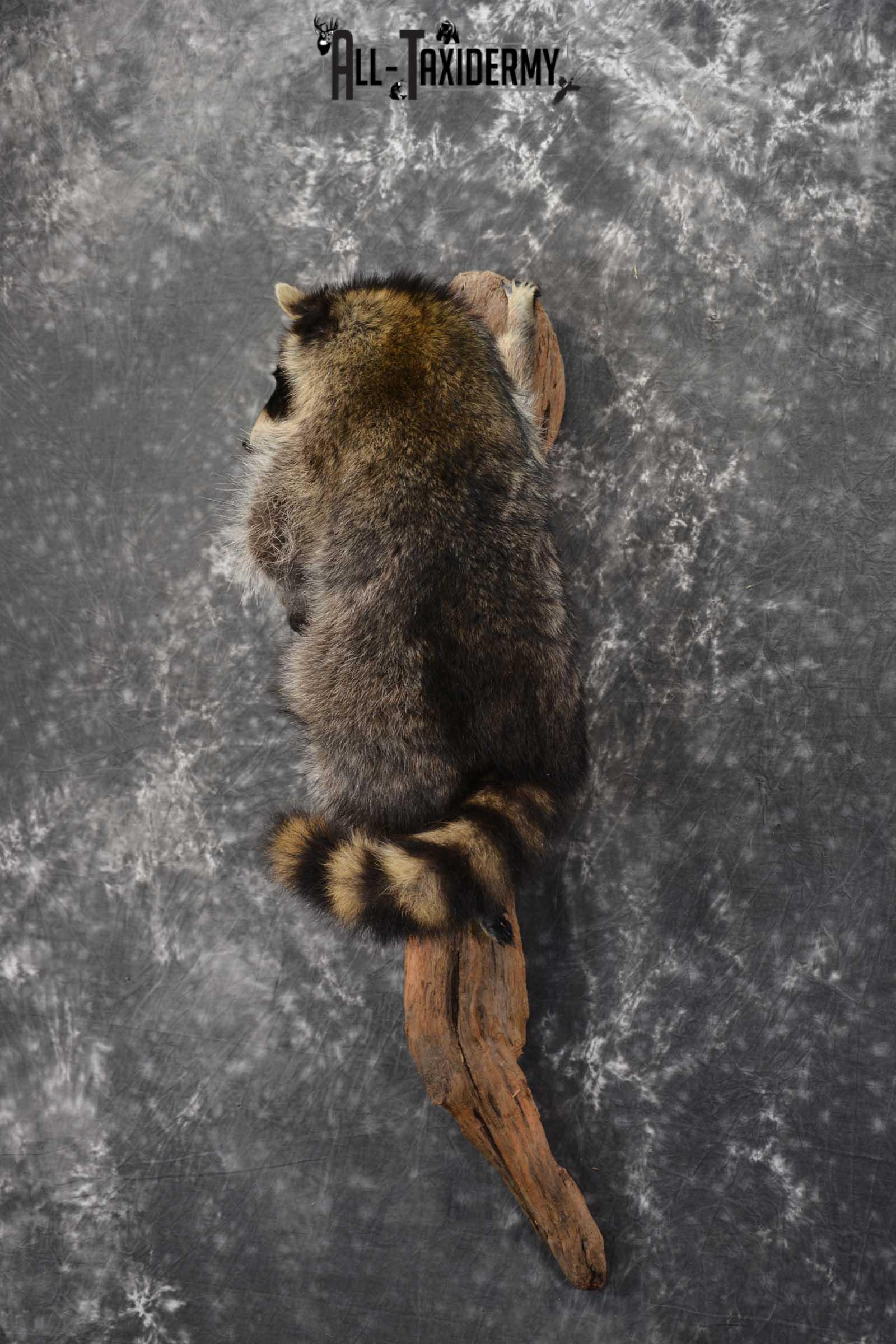 Raccoon Full Body Taxidermy Mount SKU 1591 - Image 7