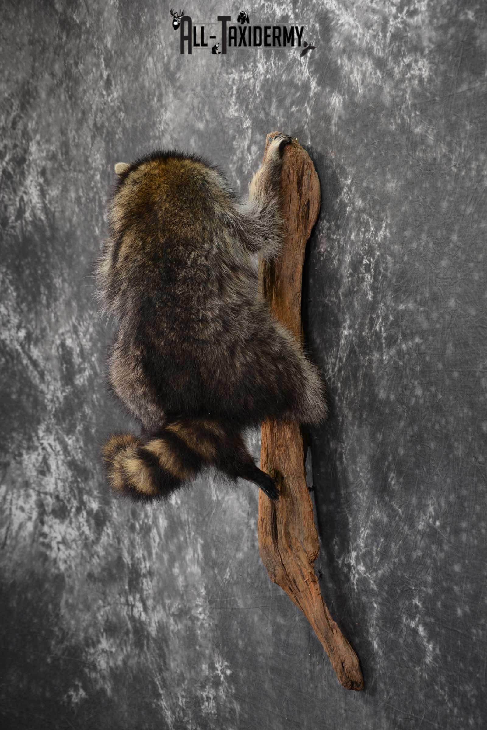 Raccoon Full Body Taxidermy Mount SKU 1591 - Image 6
