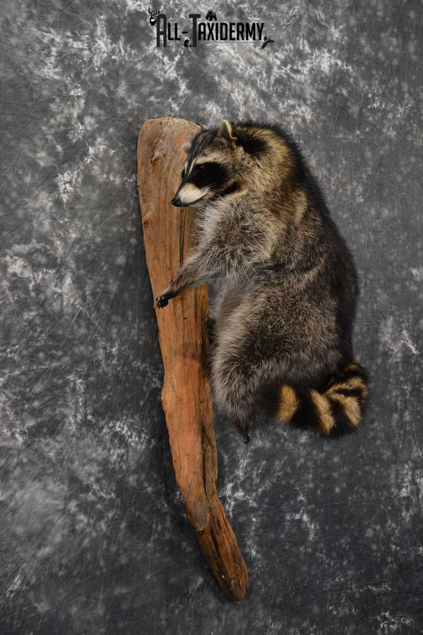 Raccoon Full Body Taxidermy Mount SKU 1591