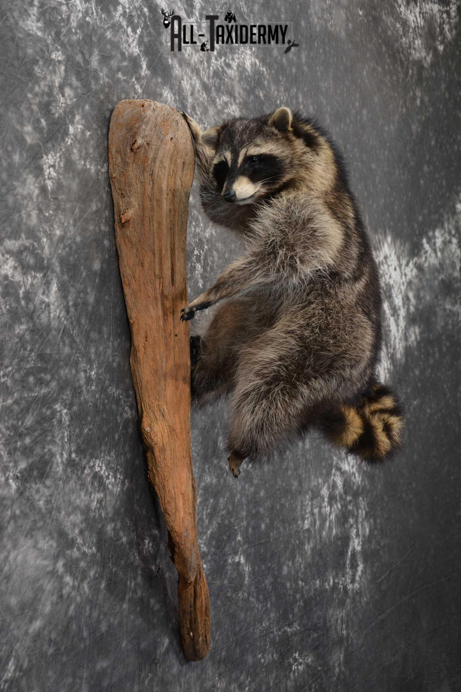 Raccoon Full Body Taxidermy Mount SKU 1591 - Image 4