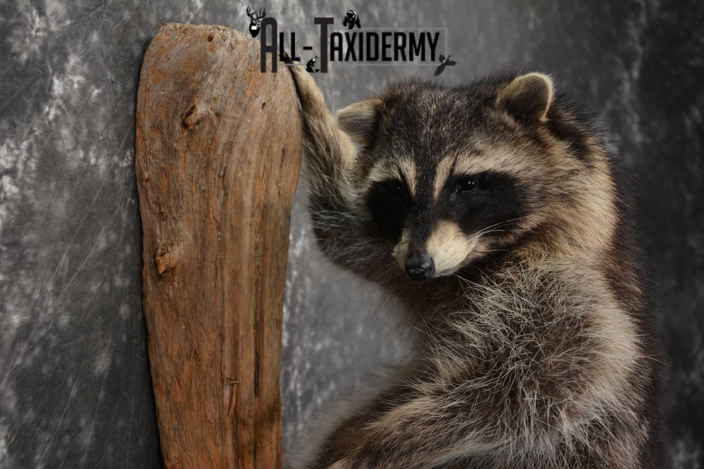 Raccoon Full Body Taxidermy Mount SKU 1591 - Image 3