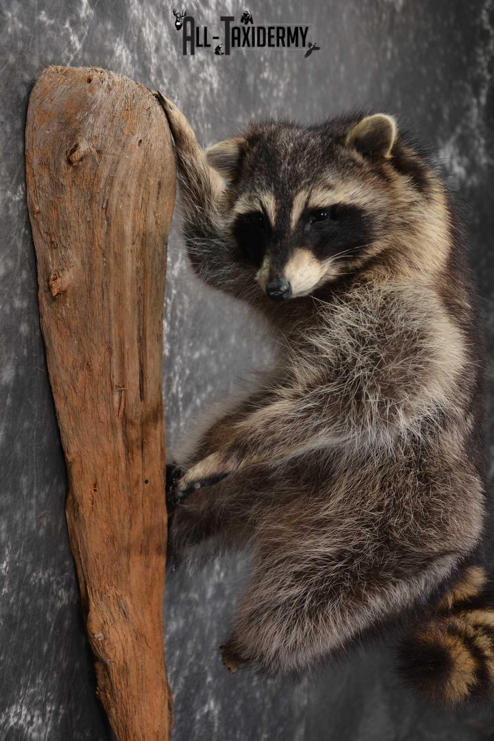 Raccoon Full Body Taxidermy Mount SKU 1591 - Image 2
