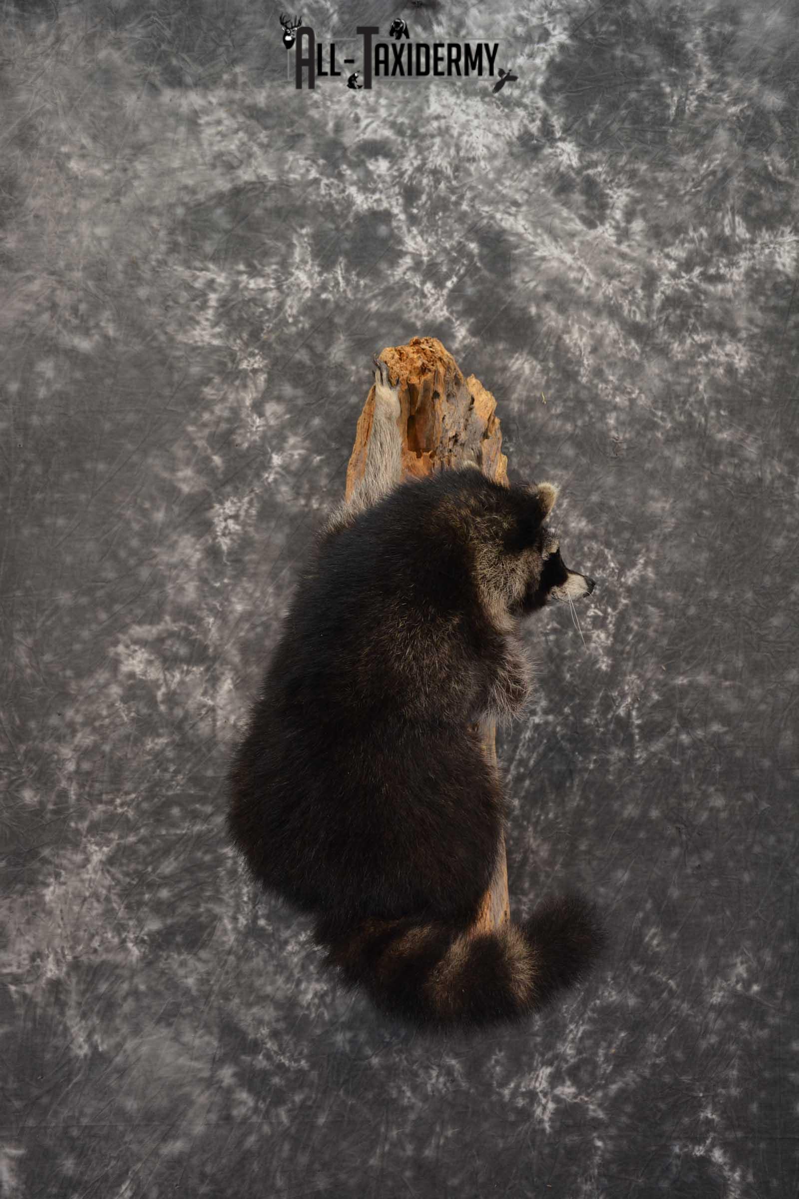 Raccoon Full Body Taxidermy Mount SKU 1592 - Image 6