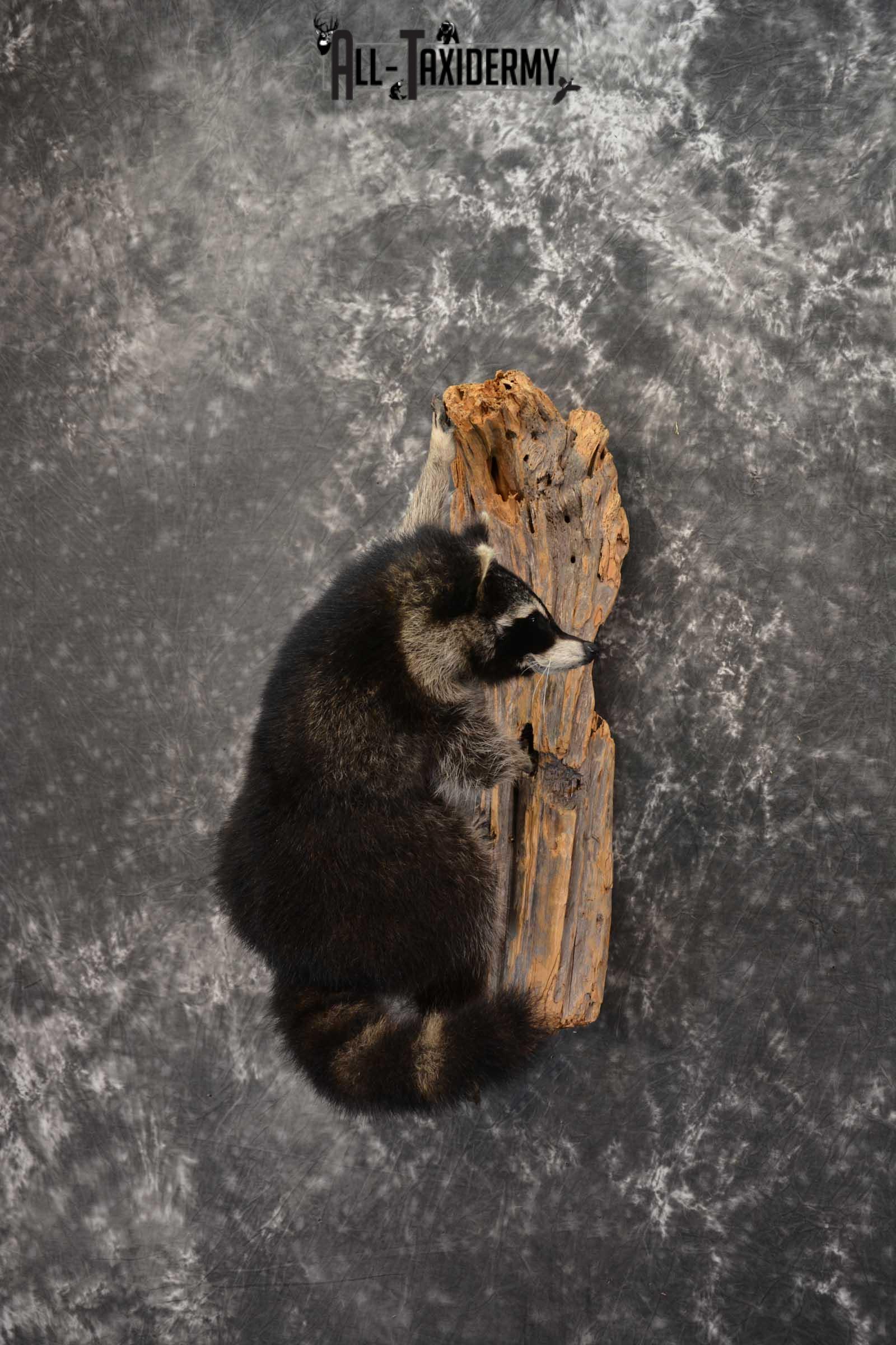 Raccoon Full Body Taxidermy Mount SKU 1592 - Image 5