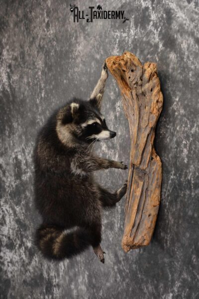 Raccoon Full Body Taxidermy Mount SKU 1592
