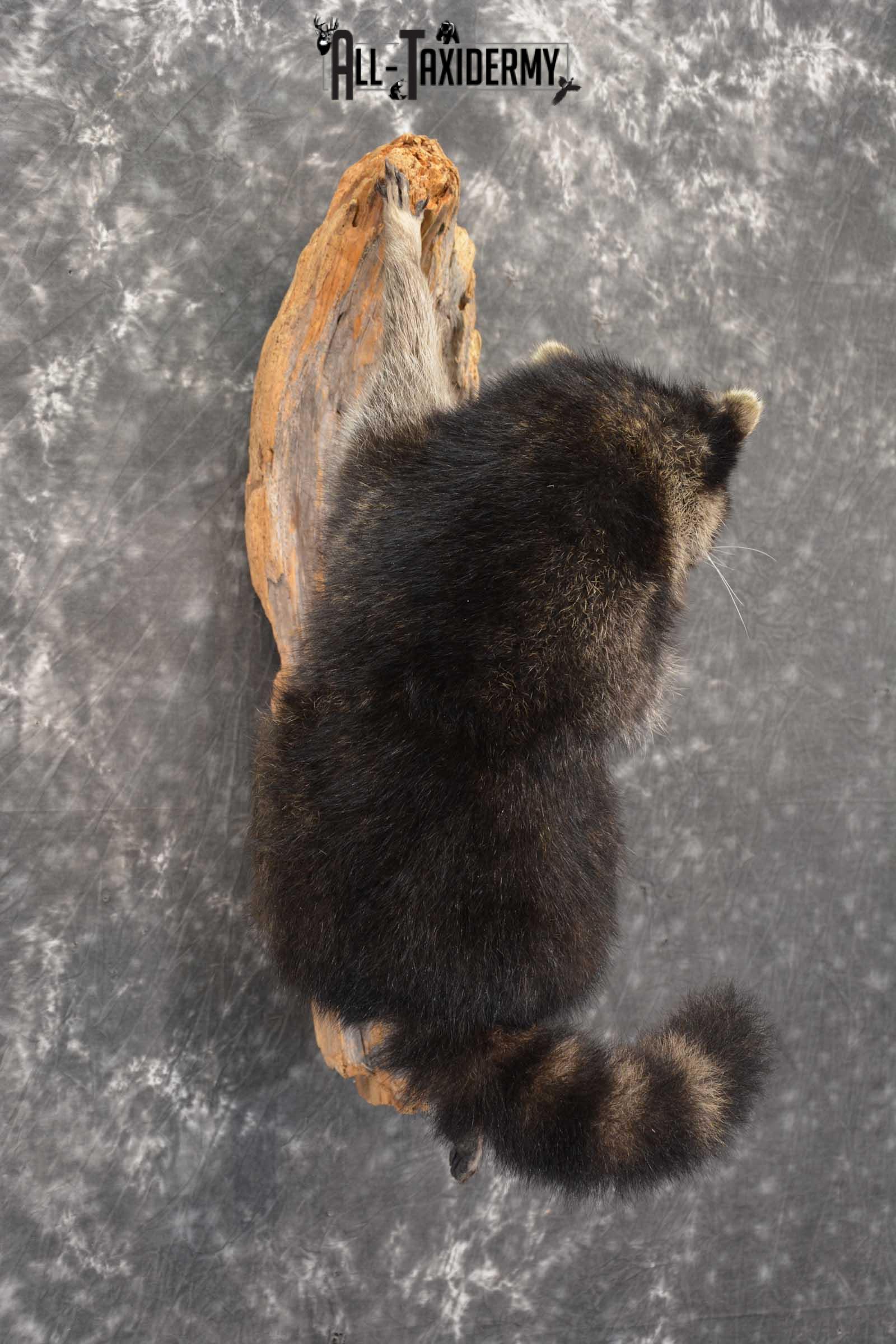 Raccoon Full Body Taxidermy Mount SKU 1592 - Image 4