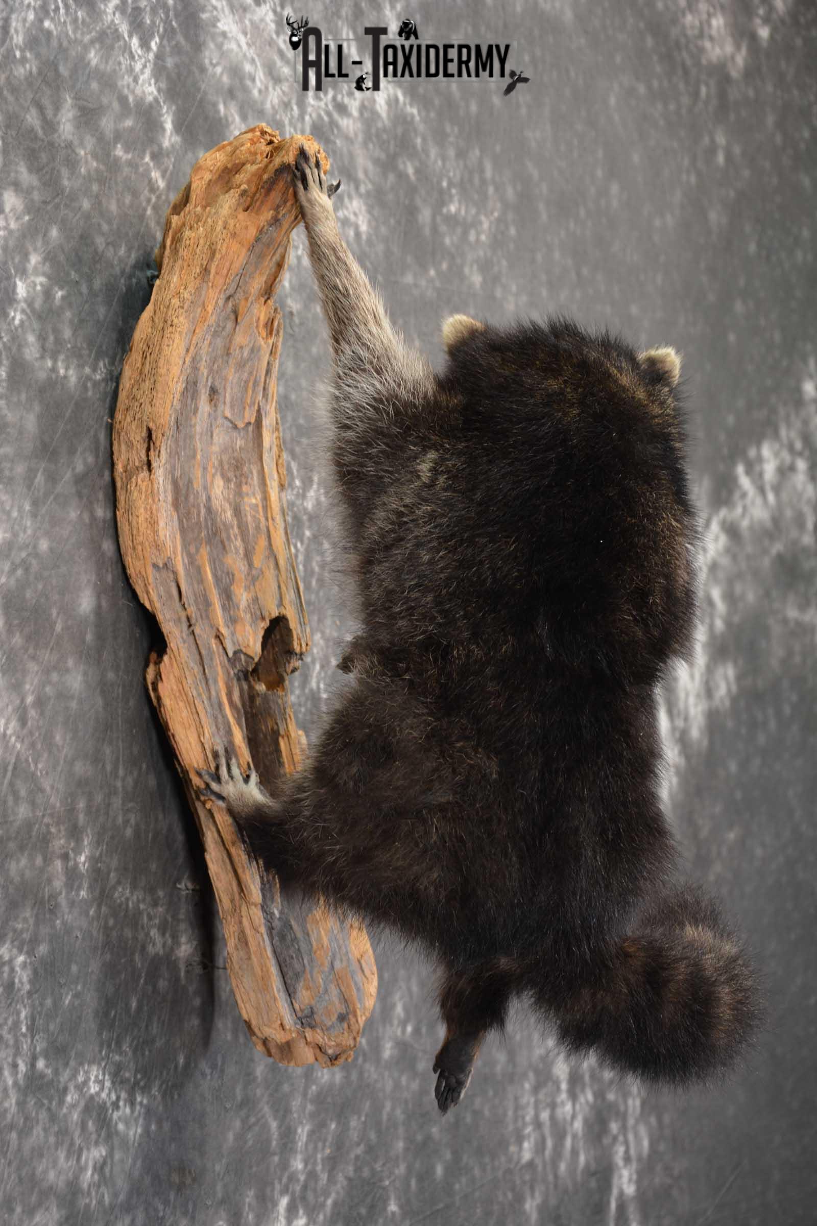 Raccoon Full Body Taxidermy Mount SKU 1592 - Image 3