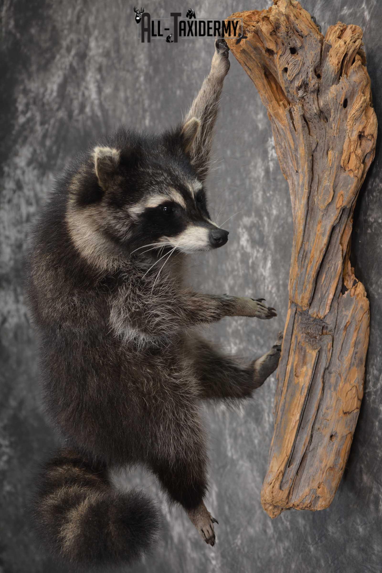 Raccoon Full Body Taxidermy Mount SKU 1592 - Image 2