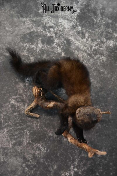 Fisher Life Size Taxidermy Mount SKU 1597