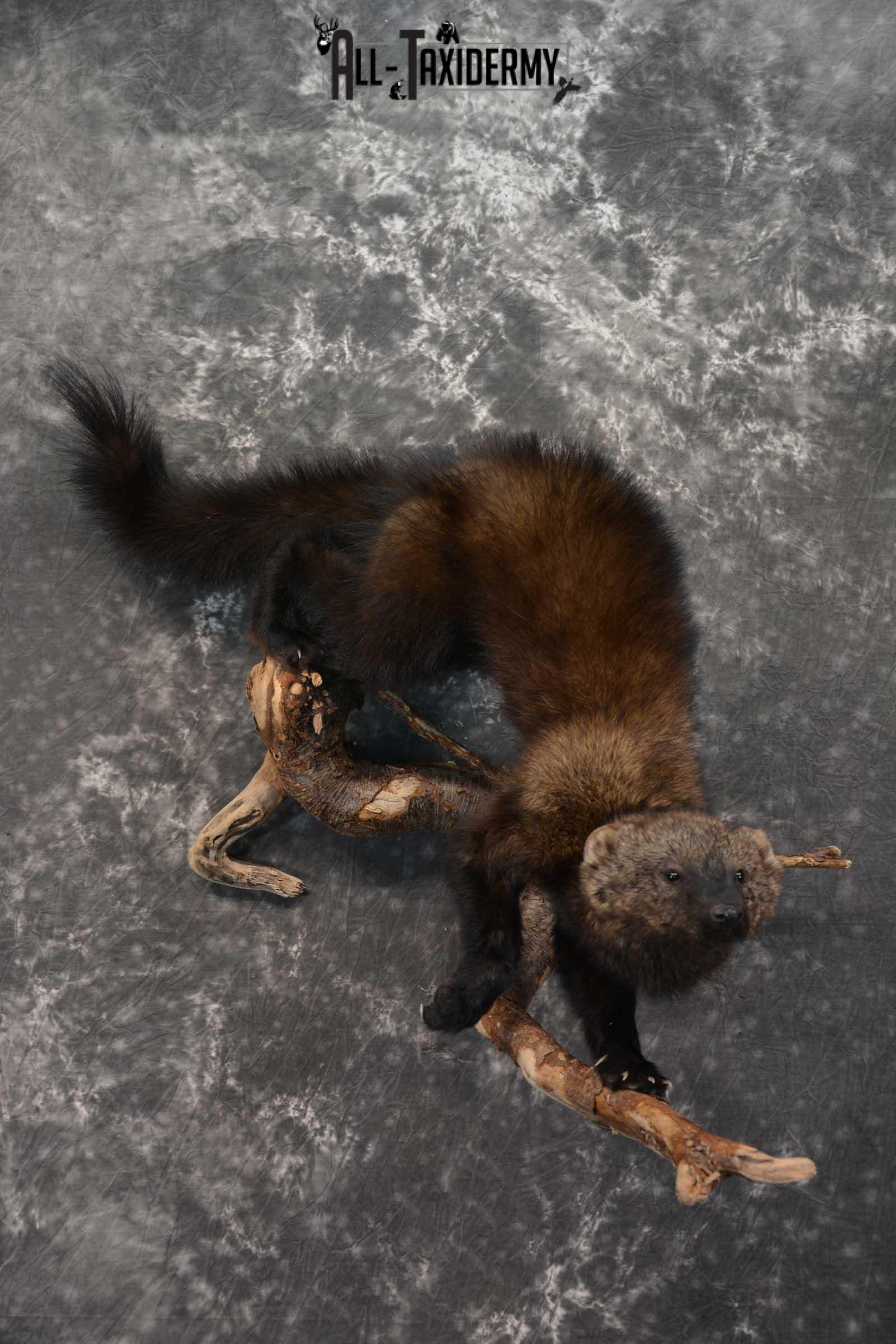 Fisher Life Size Taxidermy Mount SKU 1597