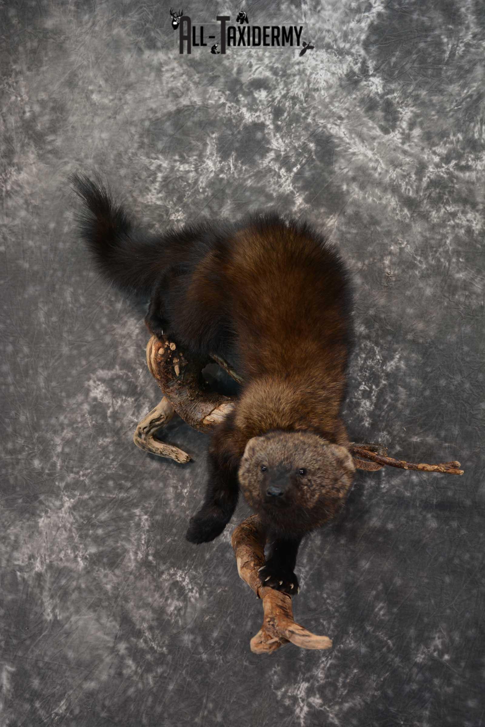 Fisher Taxidermy