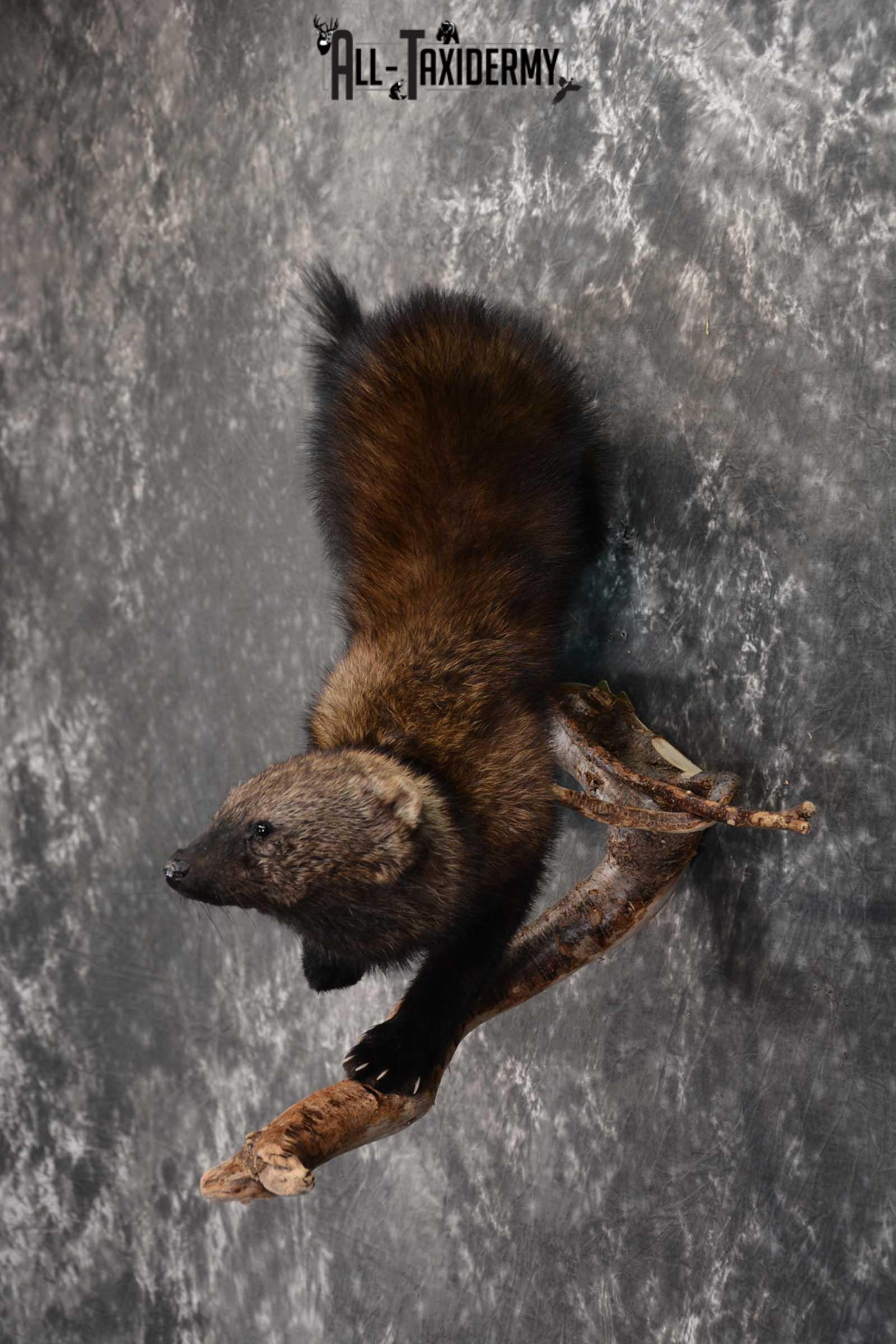 Fisher Life Size Taxidermy Mount SKU 1597 - Image 6