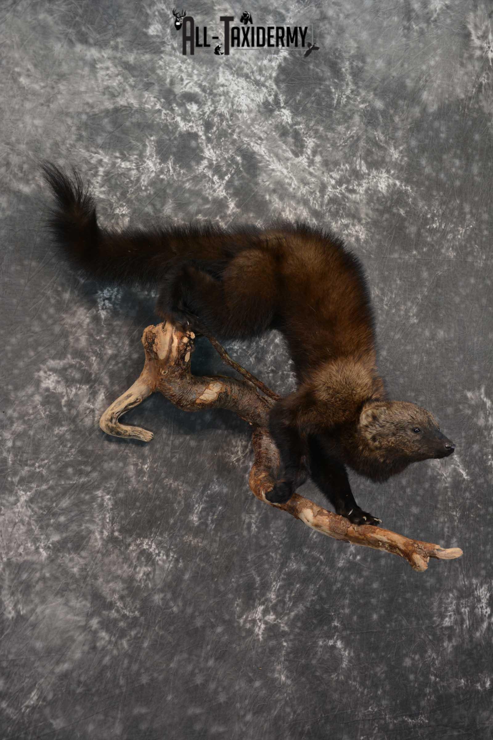 Fisher Life Size Taxidermy Mount SKU 1597 - Image 5