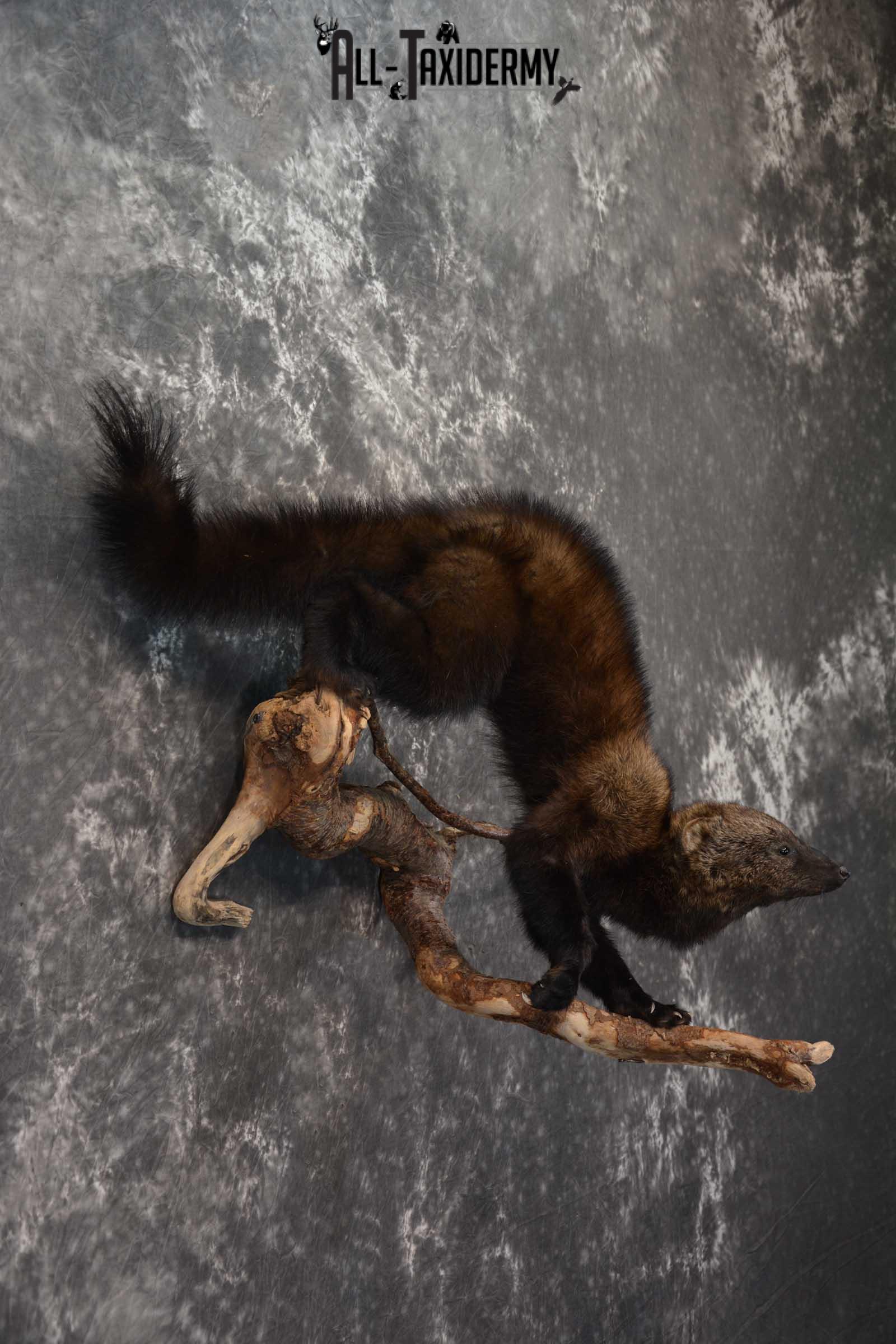 Fisher Life Size Taxidermy Mount SKU 1597 - Image 4