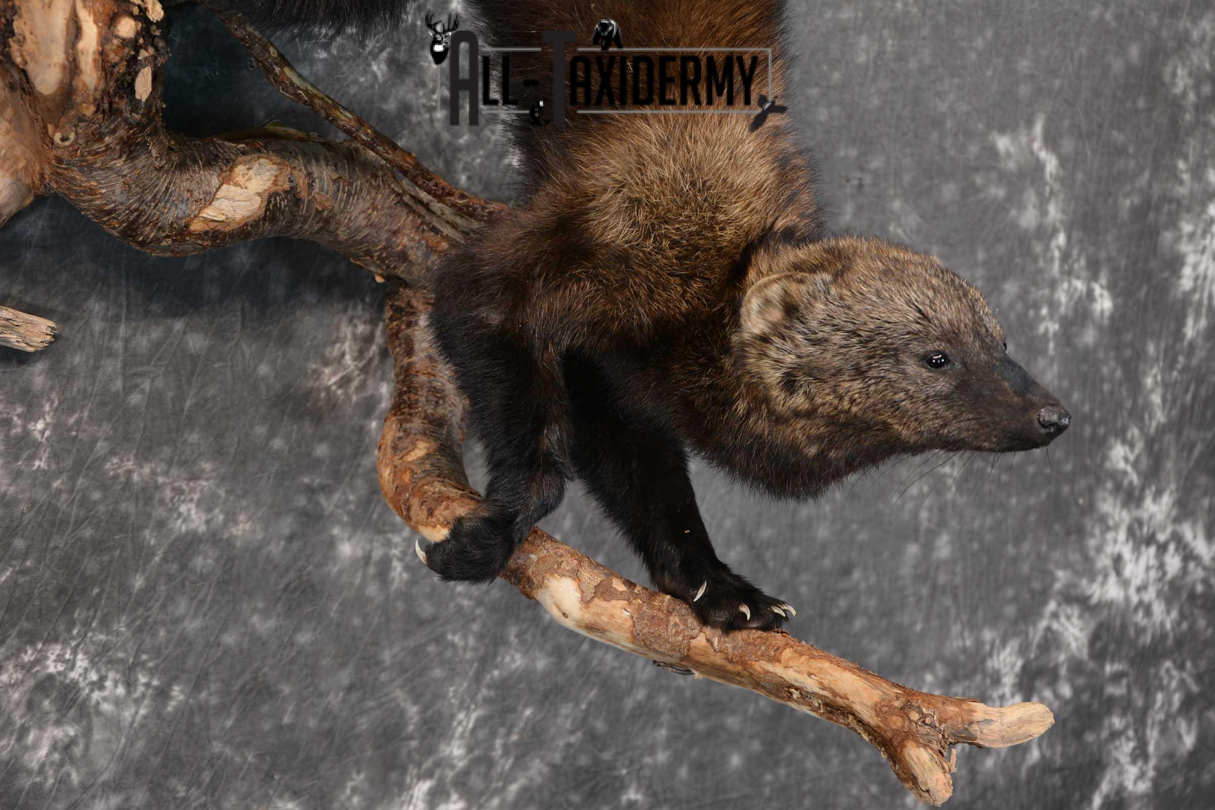 Fisher Life Size Taxidermy Mount SKU 1597 - Image 3