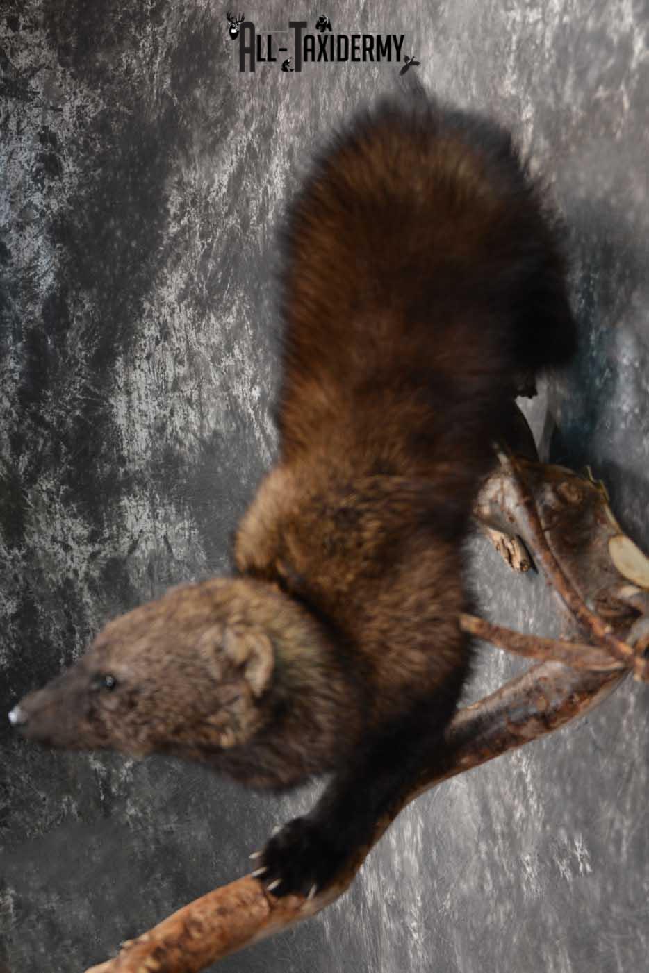 Fisher Life Size Taxidermy Mount SKU 1597 - Image 2