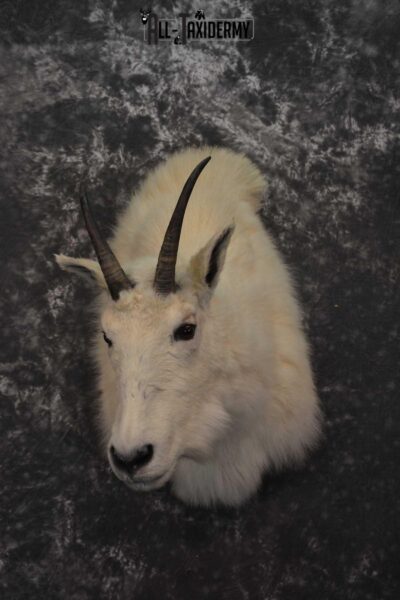 Mountain Goat Taxidermy Shoulder Mount SKU 1598