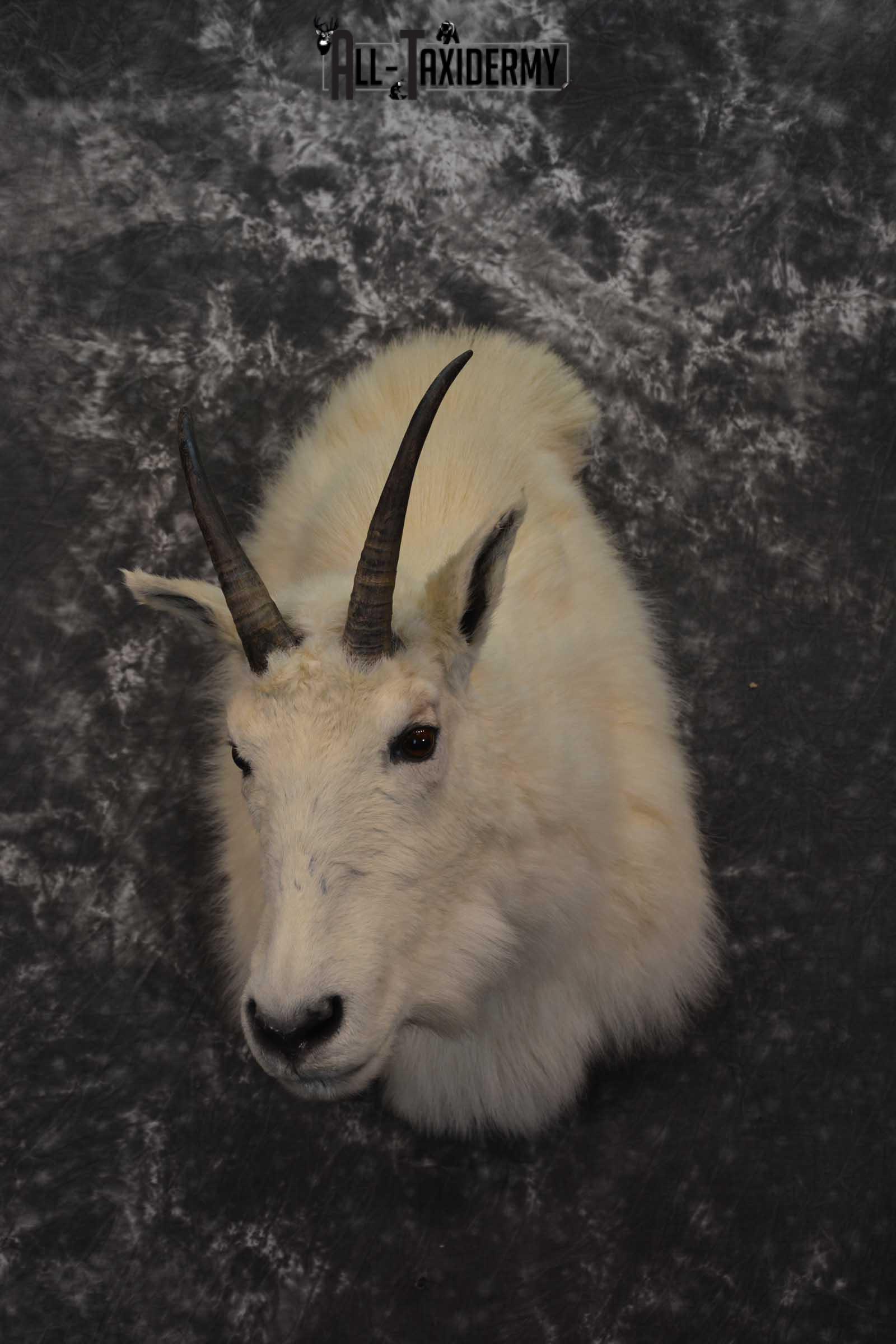 Mountain Goat Taxidermy Shoulder Mount SKU 1598