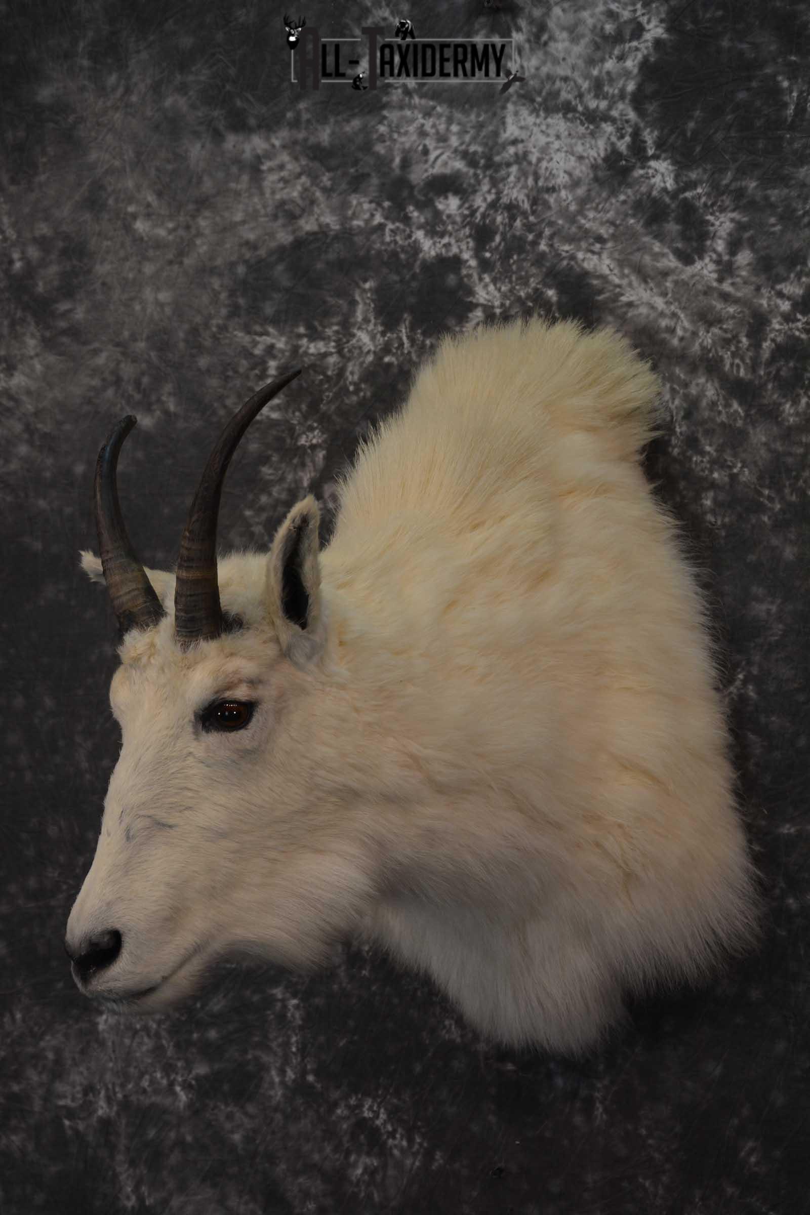 Mountain Goat Taxidermy Shoulder Mount SKU 1598 - Image 8