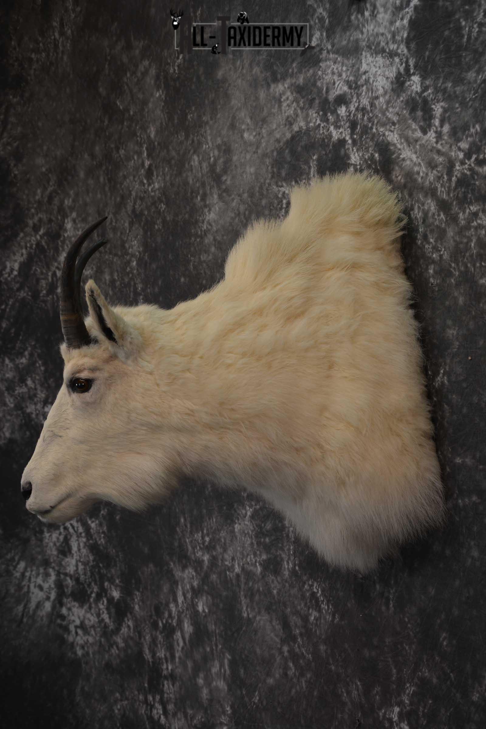 Mountain Goat Taxidermy Shoulder Mount SKU 1598 - Image 7