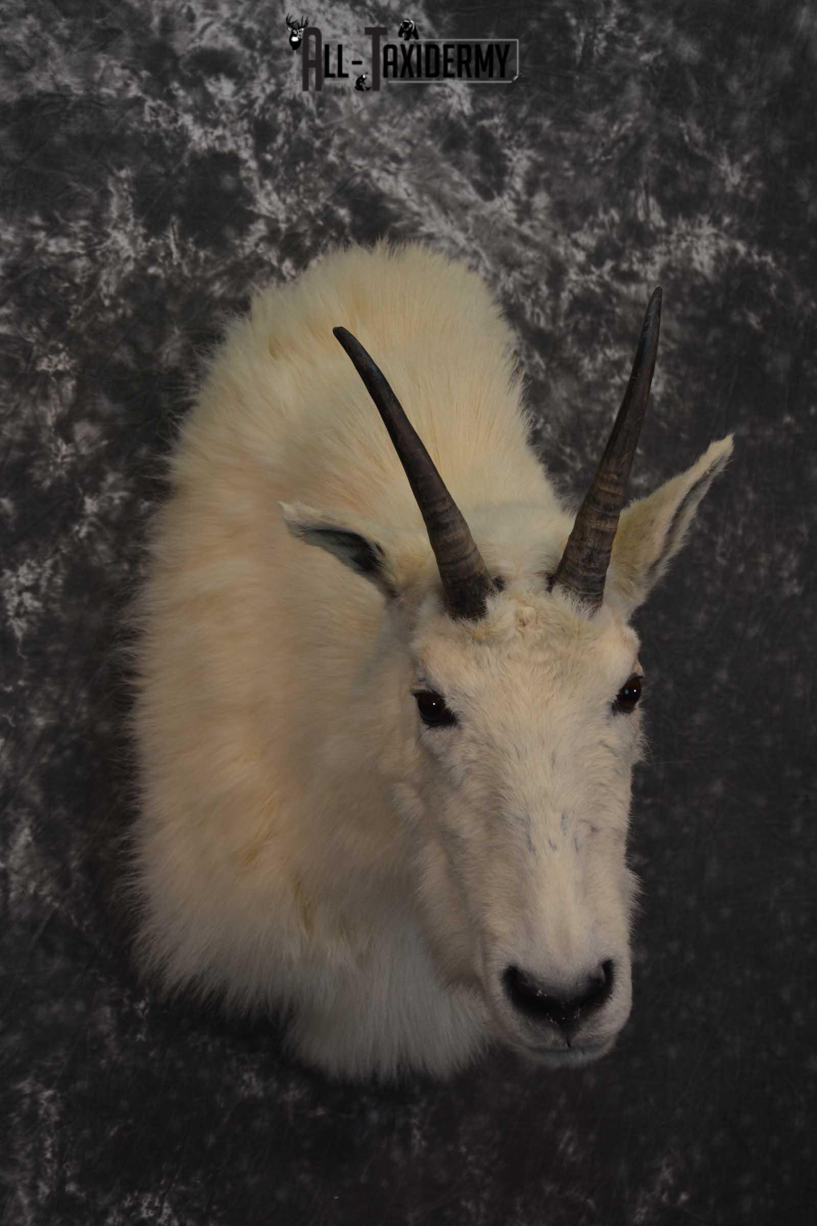 Mountain Goat Taxidermy Shoulder Mount SKU 1598 - Image 6