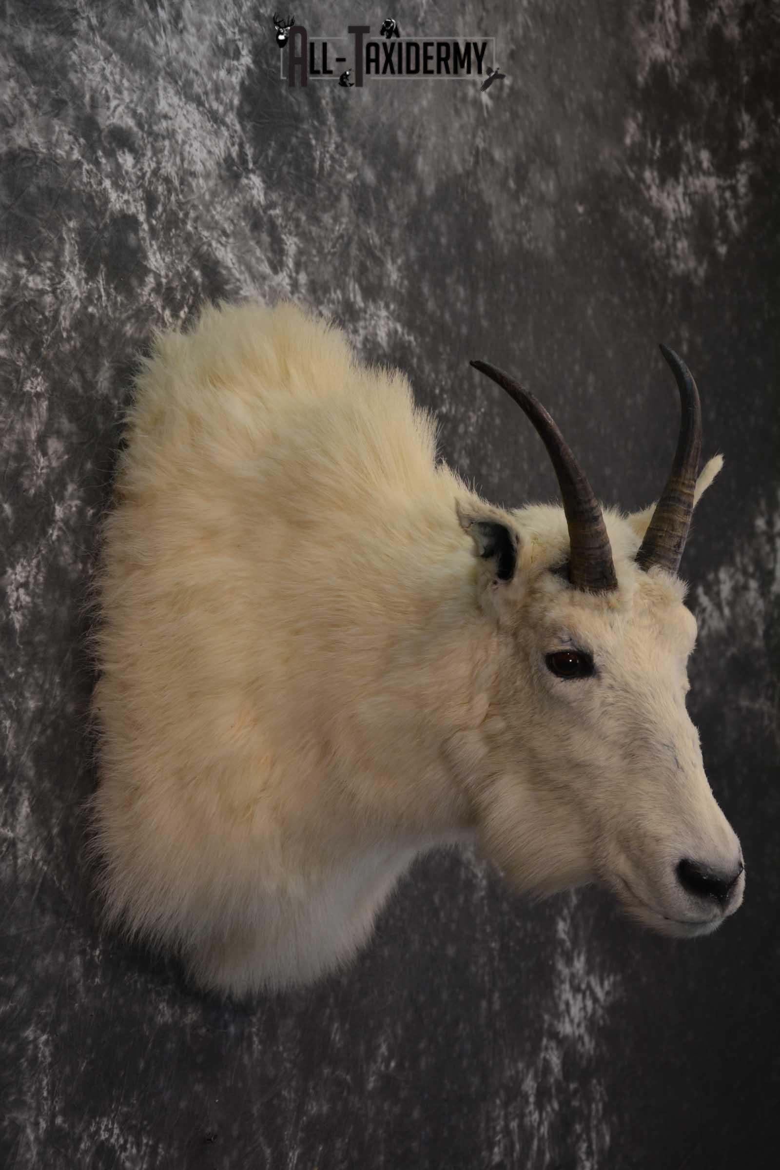 Mountain Goat Taxidermy Shoulder Mount SKU 1598 - Image 5