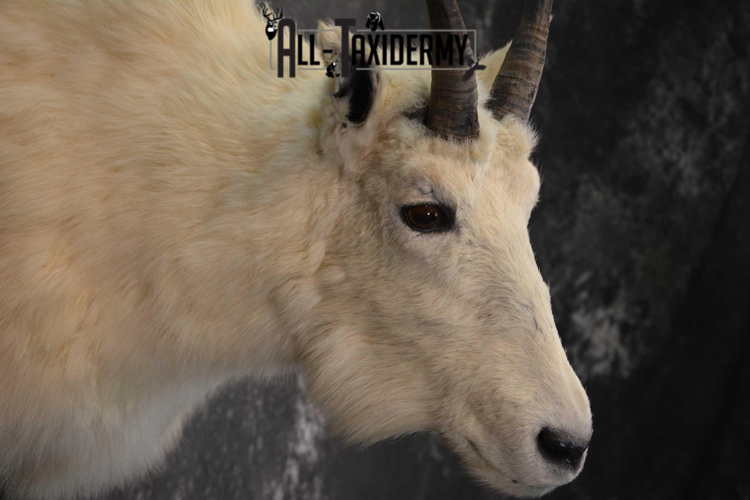 Mountain Goat Taxidermy Shoulder Mount SKU 1598 - Image 4