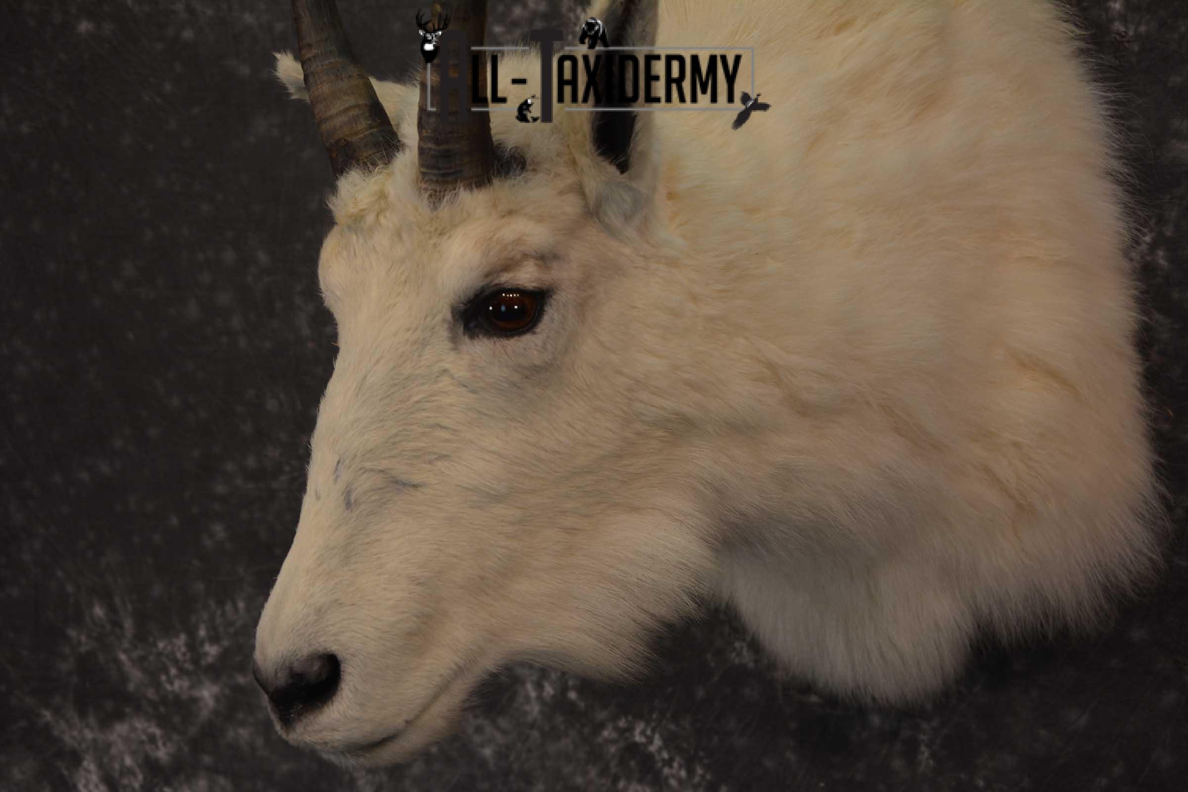 Mountain Goat Taxidermy Shoulder Mount SKU 1598 - Image 3