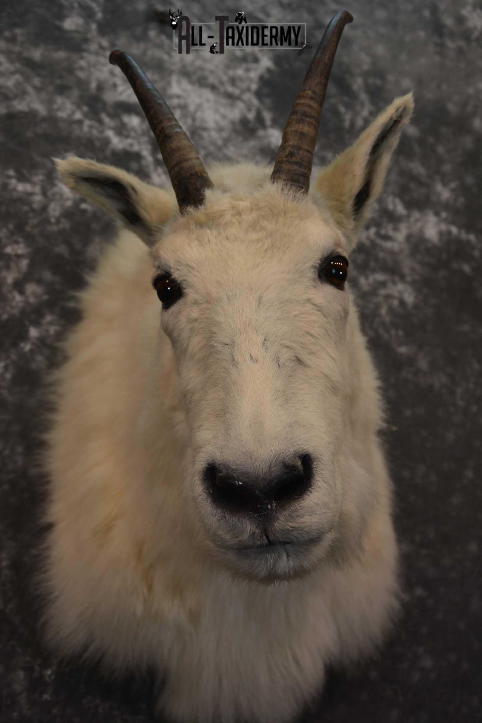 Mountain Goat Taxidermy Shoulder Mount SKU 1598 - Image 2