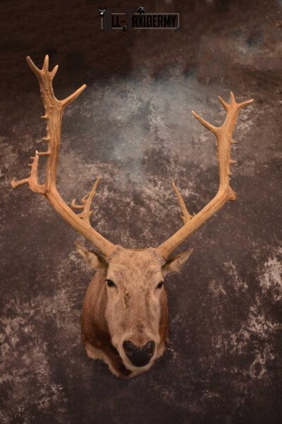 Pere David's Deer Taxidermy Shoulder Mount SKU 1599