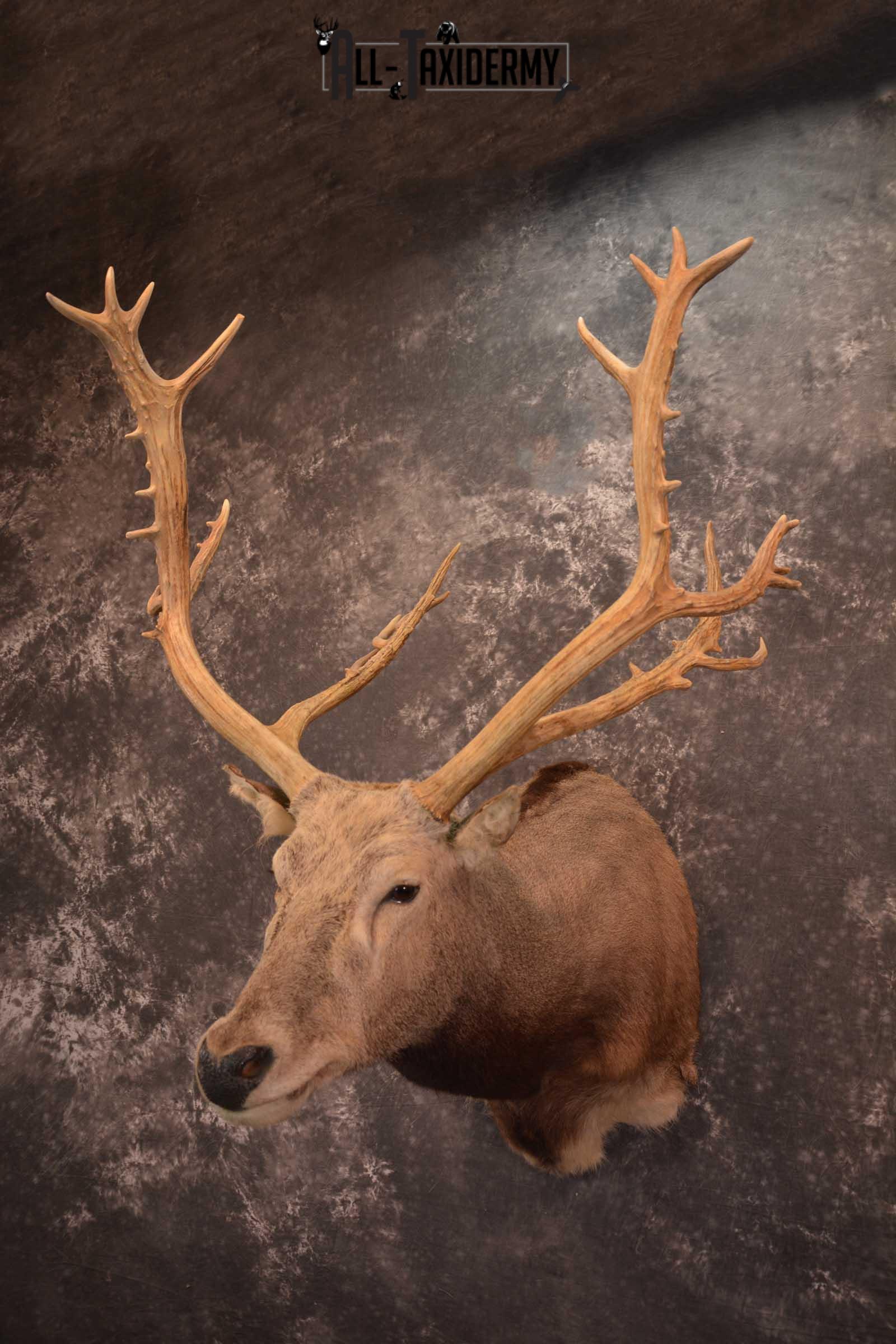 Pere David's Deer Taxidermy Shoulder Mount SKU 1599 - Image 8