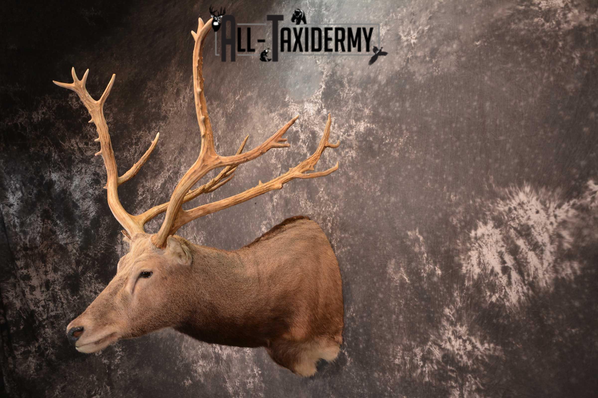 Pere David's Deer Taxidermy Shoulder Mount SKU 1599 - Image 7