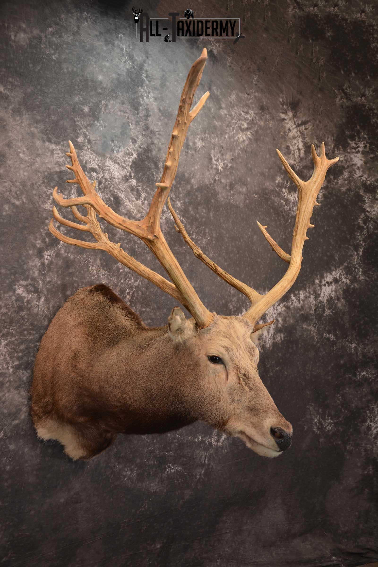Pere David's Deer Taxidermy Shoulder Mount SKU 1599 - Image 6