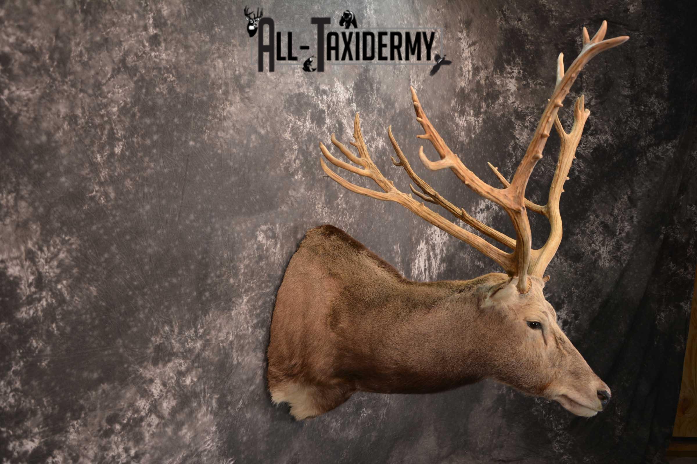 Pere David's Deer Taxidermy Shoulder Mount SKU 1599 - Image 5