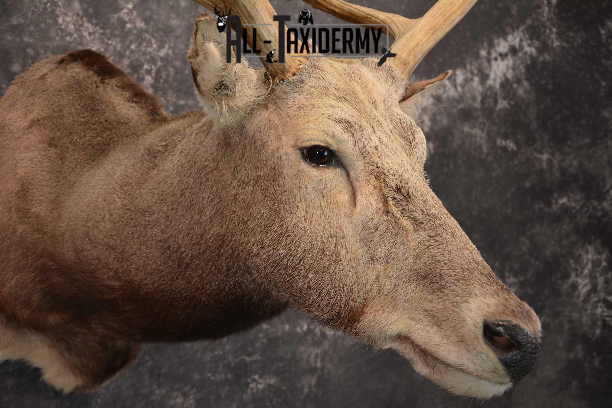 Pere David's Deer Taxidermy Shoulder Mount SKU 1599 - Image 4