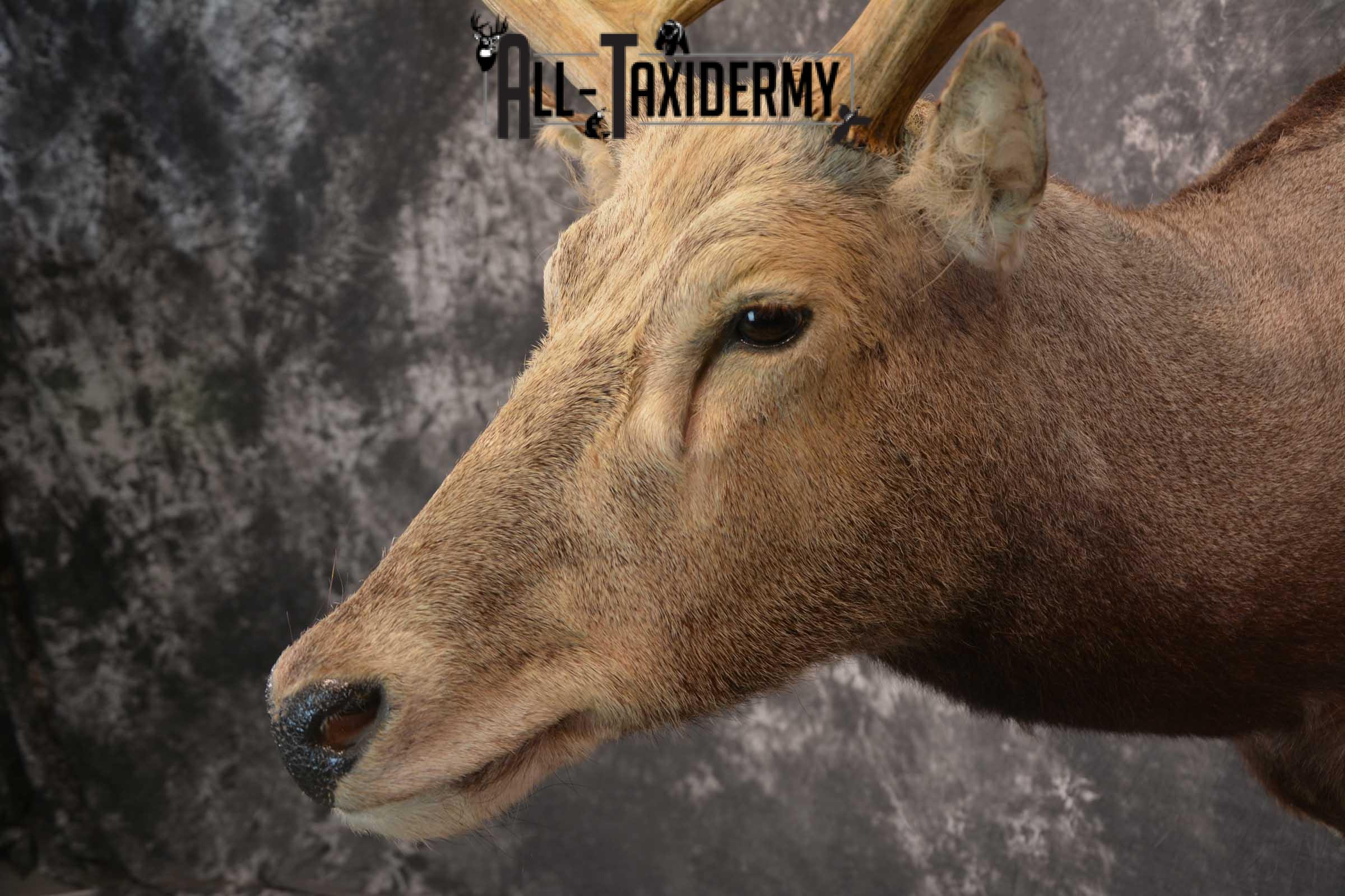 Pere David's Deer Taxidermy Shoulder Mount SKU 1599 - Image 3